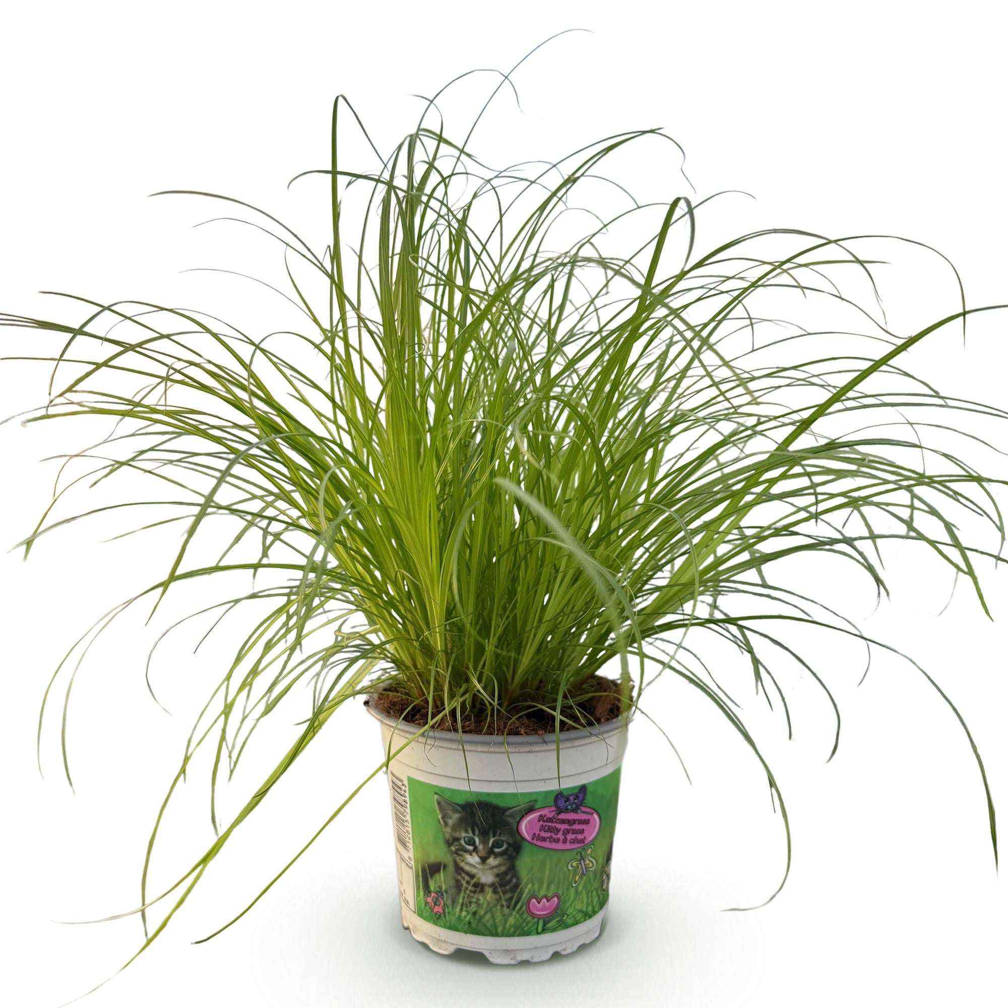 Image of Cyperus alternifolius Zumula Katzenpflanze – Haustierfreundliche Zimmerpflanze 12cm – Höhe ca.20cm – Grünpflanze für Wohnzimmer Büro & Fensterbank