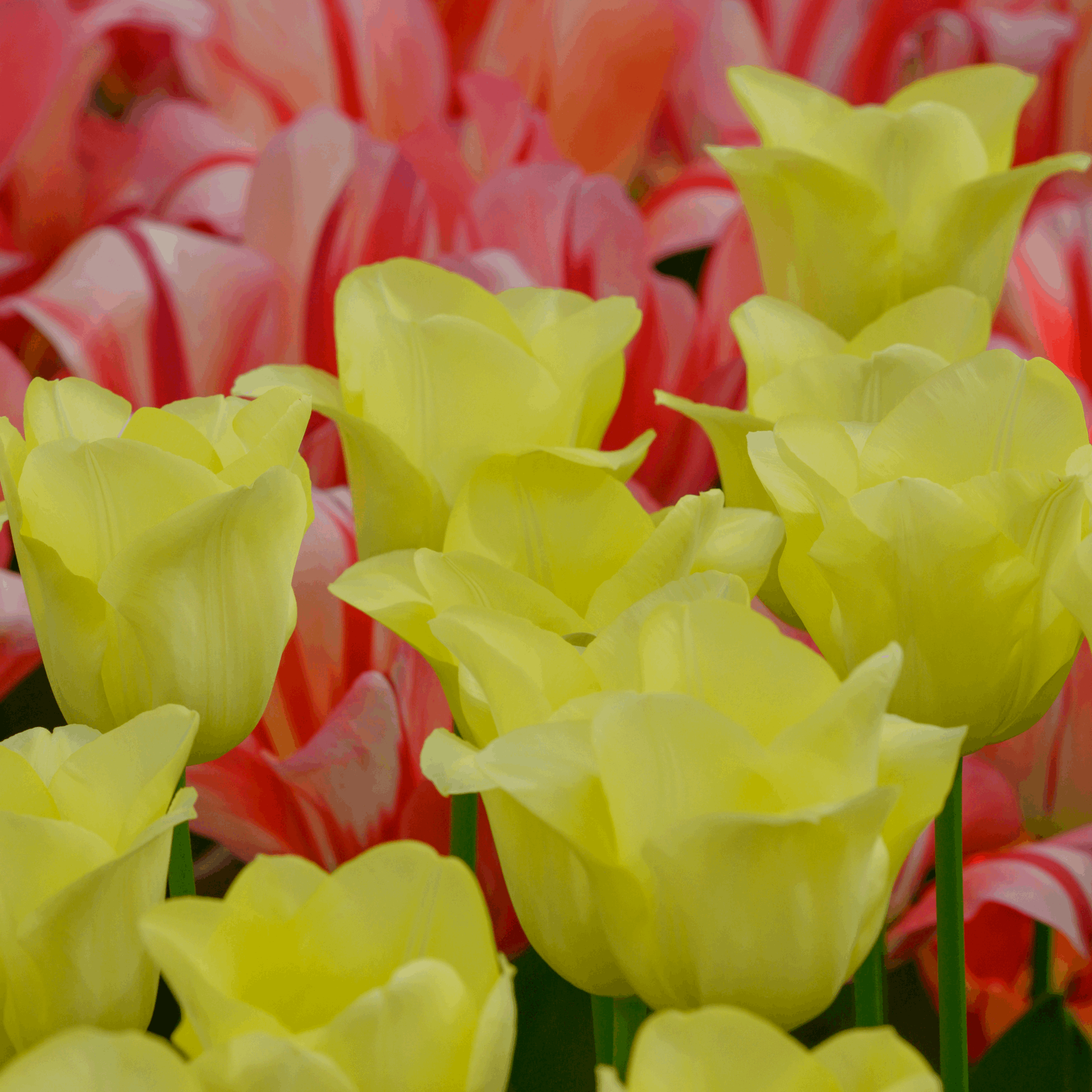 Image of Tulpenzwiebeln World Friendship – 20 Blumenzwiebeln– Hellgelbe Tulpe – Elegante Frühlingsblüher für Garten & Topf – Winterhart-3