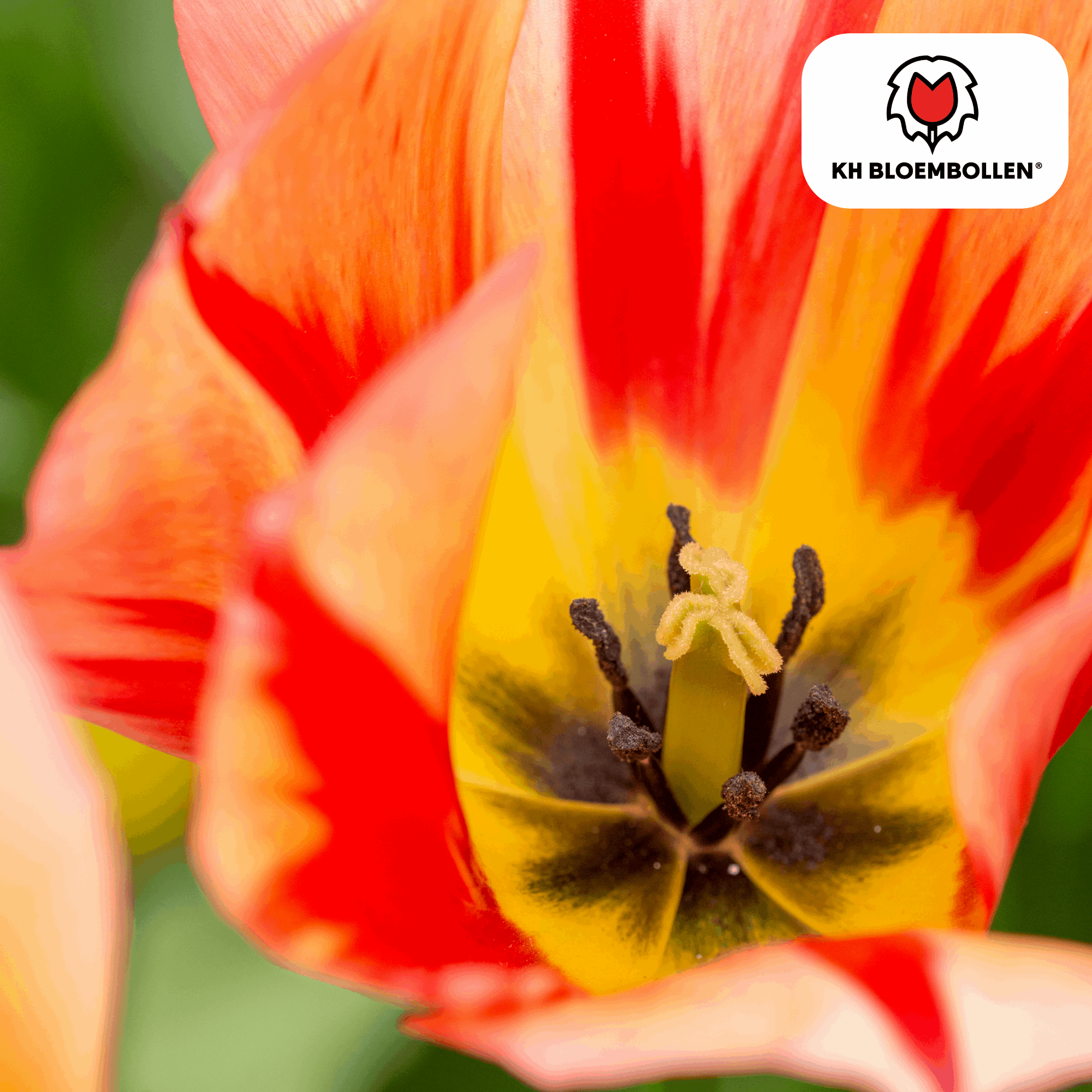 Image of Tulpenzwiebeln Spryng Break – 20 Blumenzwiebeln – Rot-orange Tulpe – Feurig & auffällig – Für Garten & Topf-1