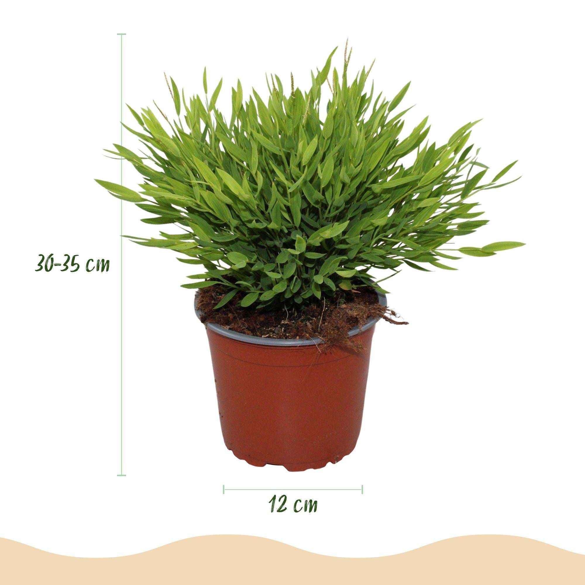 Image of Bambus Pogonatherum Monica Bambusgras – Haustierfreundliche Zimmerpflanze 12cm – Höhe ca.20cm – Grünpflanze für Wohnzimmer Büro & Homeoffice