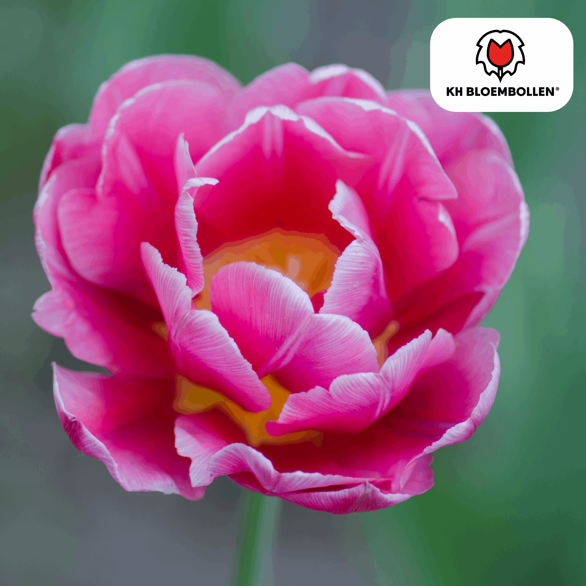 Image of Columbus Tulpenzwiebeln – 20 Blumenzwiebeln – Rosa-weiße Pioentulpen – Gefüllte Blüte – Für Garten, Topf & Vase
