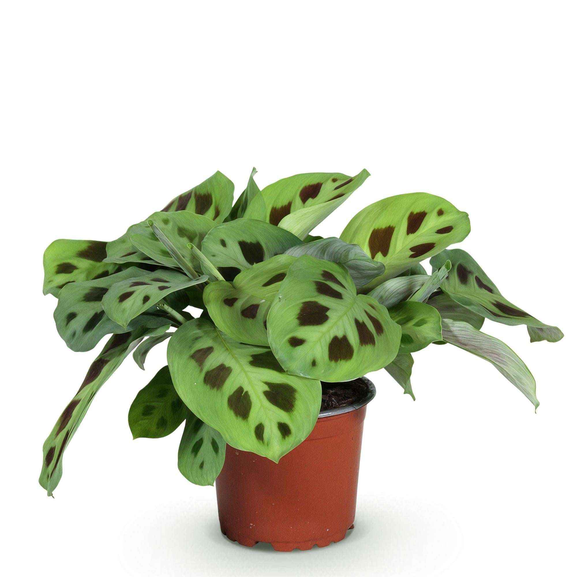 Image of Maranta Fascinator Kerchoveana Zebrapflanze – Haustierfreundliche Zimmerpflanze 12cm – Höhe ca.25cm – Dekorative Gebetspflanze für Wohnzimmer & Büro-0