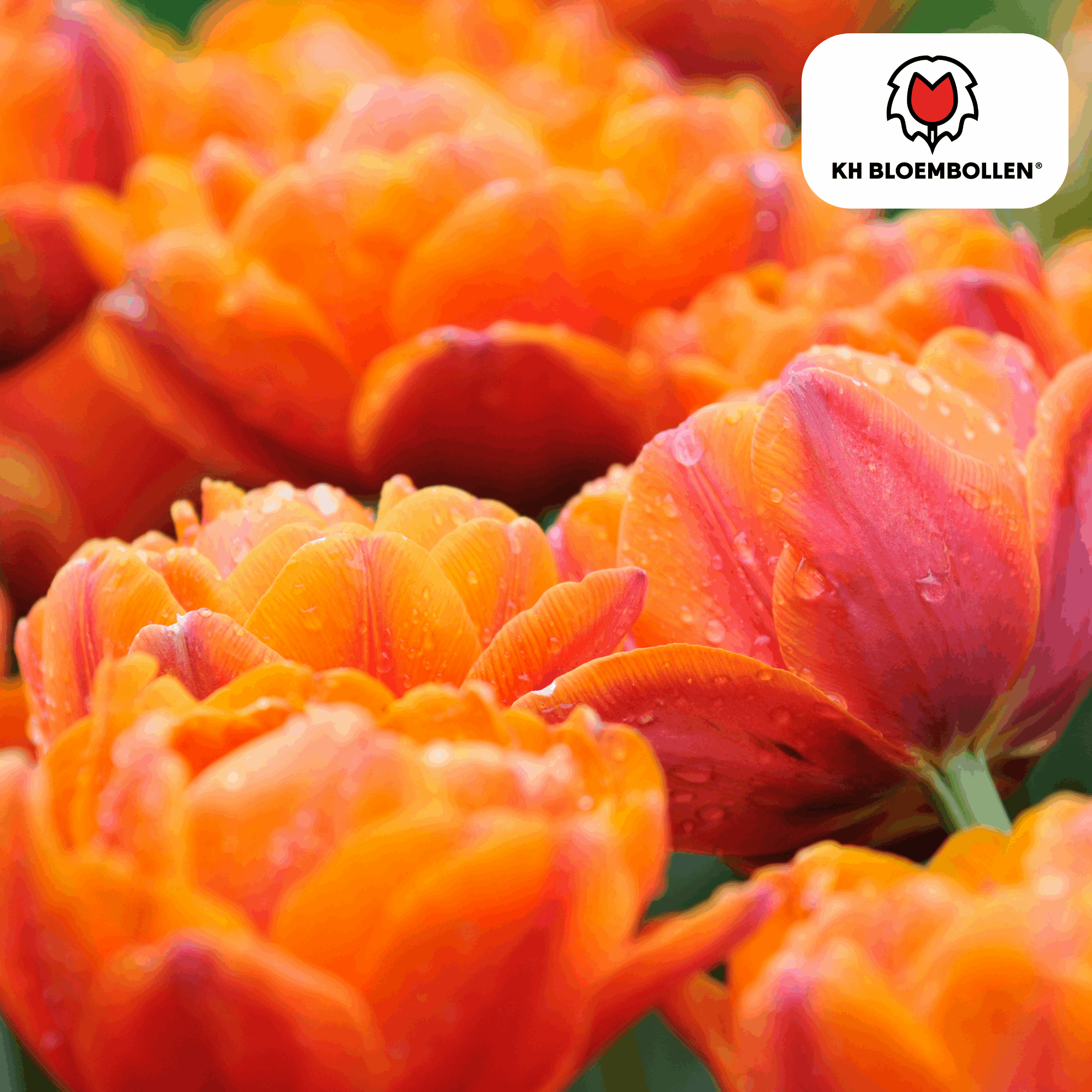 Image of Tulpenzwiebeln Icoon – 20 Blumenzwiebeln – Lachsrosa gefüllte Tulpe – Stilvoll & modern – Für Garten oder Topf