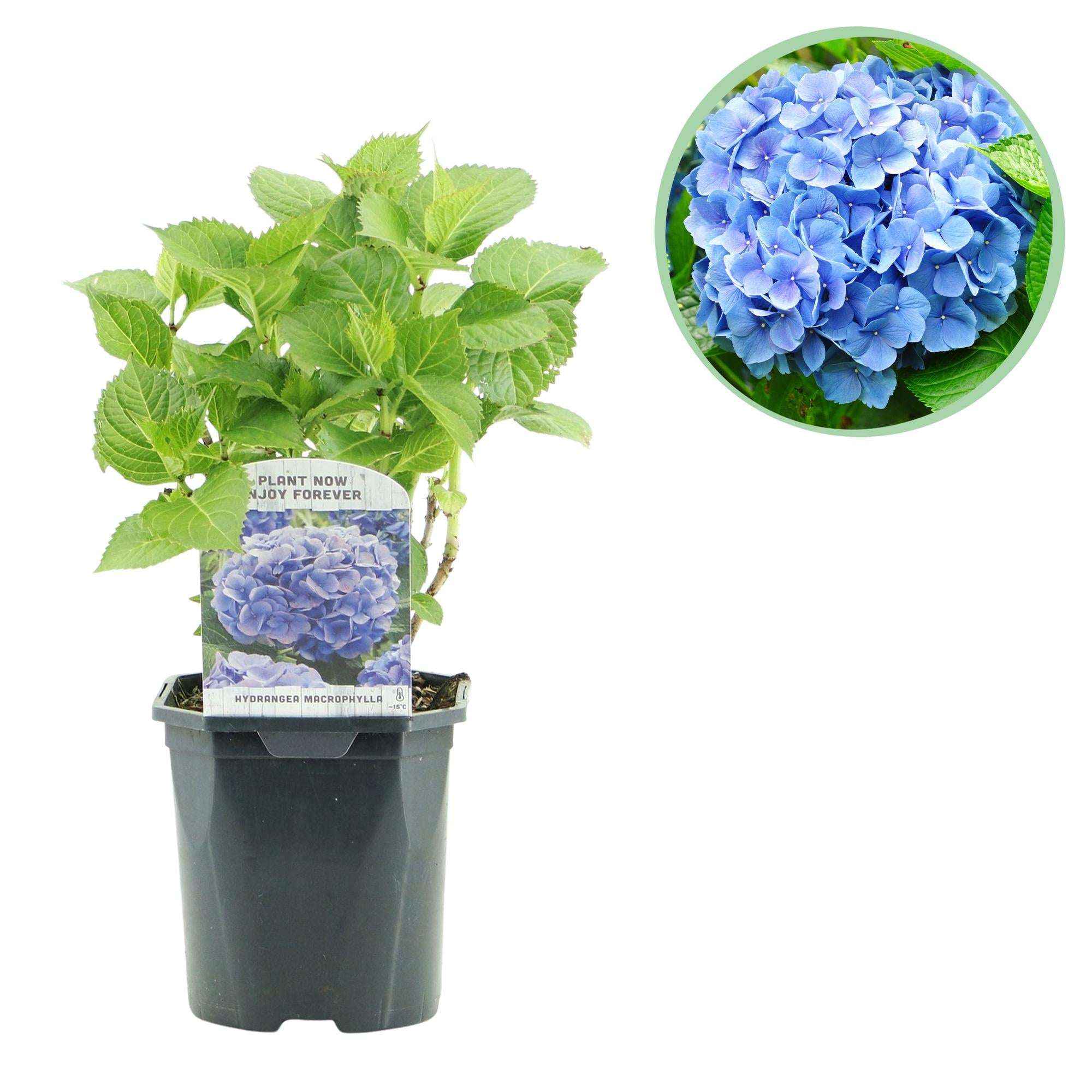 Image of Hortensie Hydrangea macrophylla Blau – Blütezeit Juni bis September – Ø17cm – ↕30cm – Laubabwerfende Gartenpflanze – Pflegeleicht & winterhart-1