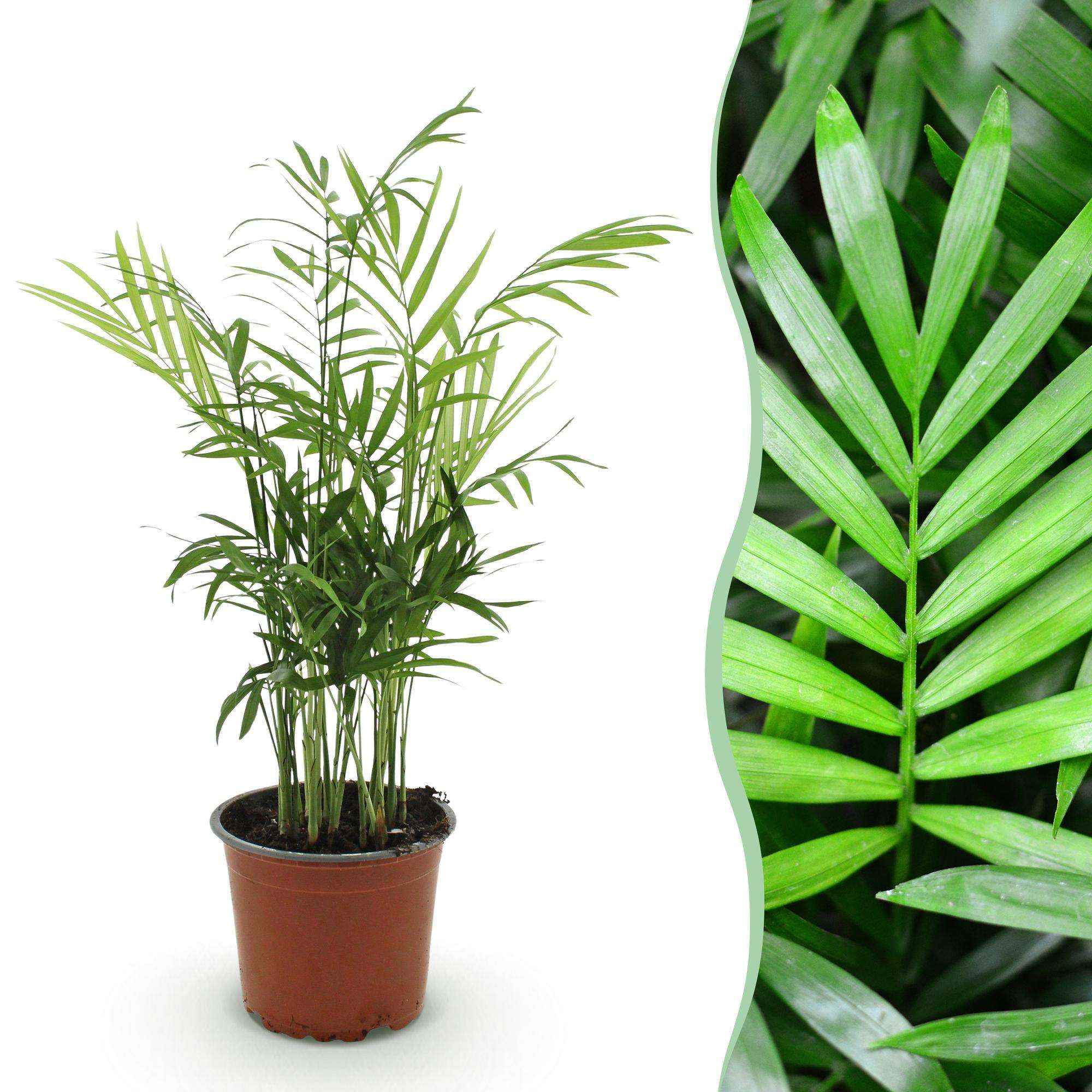Image of Chamaedorea elegans Goldpalme – Haustierfreundliche Zimmerpflanze 12cm – Höhe ca.15cm – Pflegeleichte Grünpflanze für Wohnzimmer Büro & Schlafzimmer-2
