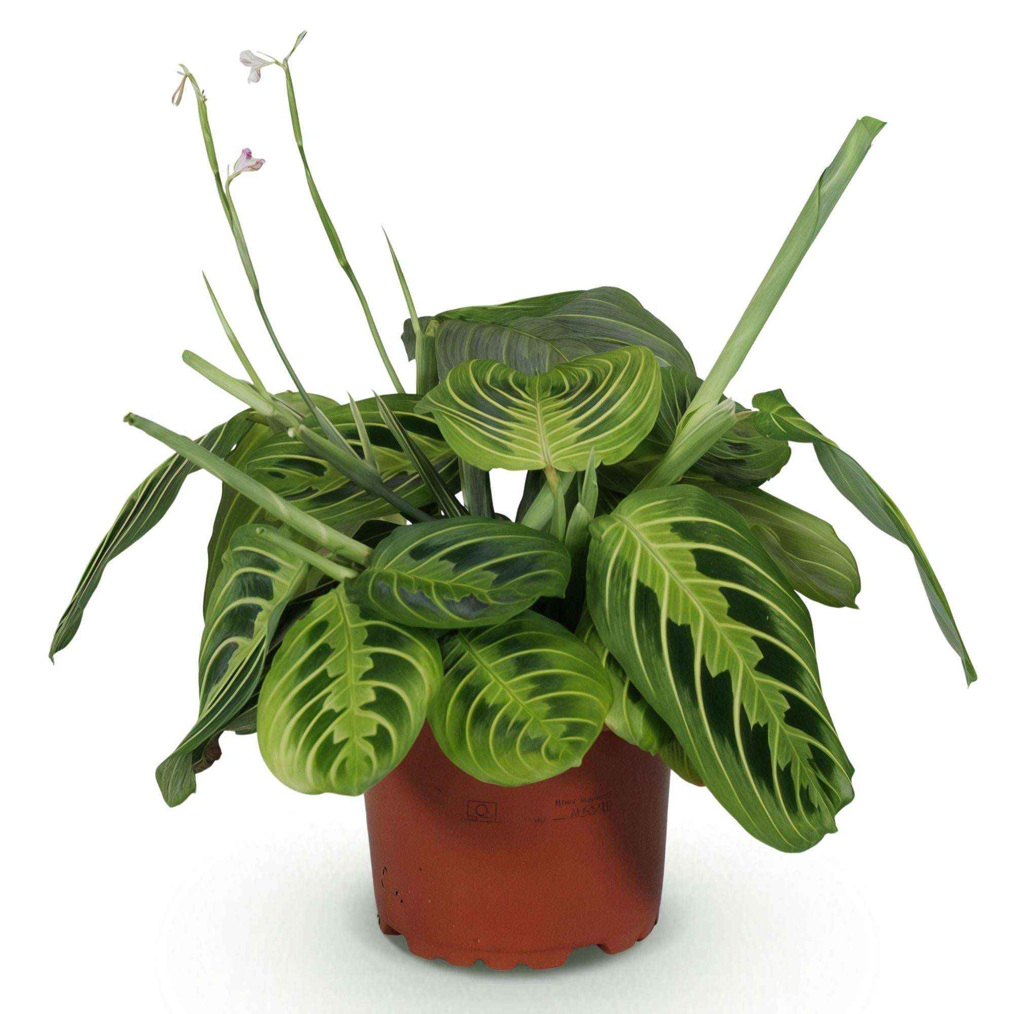 Image of Maranta Fascinator Lemon Lime Gebetspflanze – Haustierfreundliche Zimmerpflanze 12cm – Höhe ca.25cm – Dekorative Blattpflanze für Wohnzimmer & Büro-0