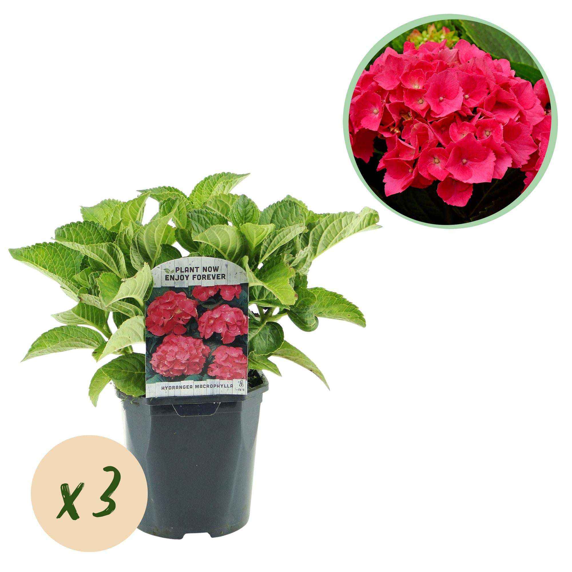 Image of Hortensie Hydrangea macrophylla Rot – 3 Pflanzen für 1 m² – Ø17cm – ↕30cm – Sommerblüher – Pflegeleicht & laubabwerfend