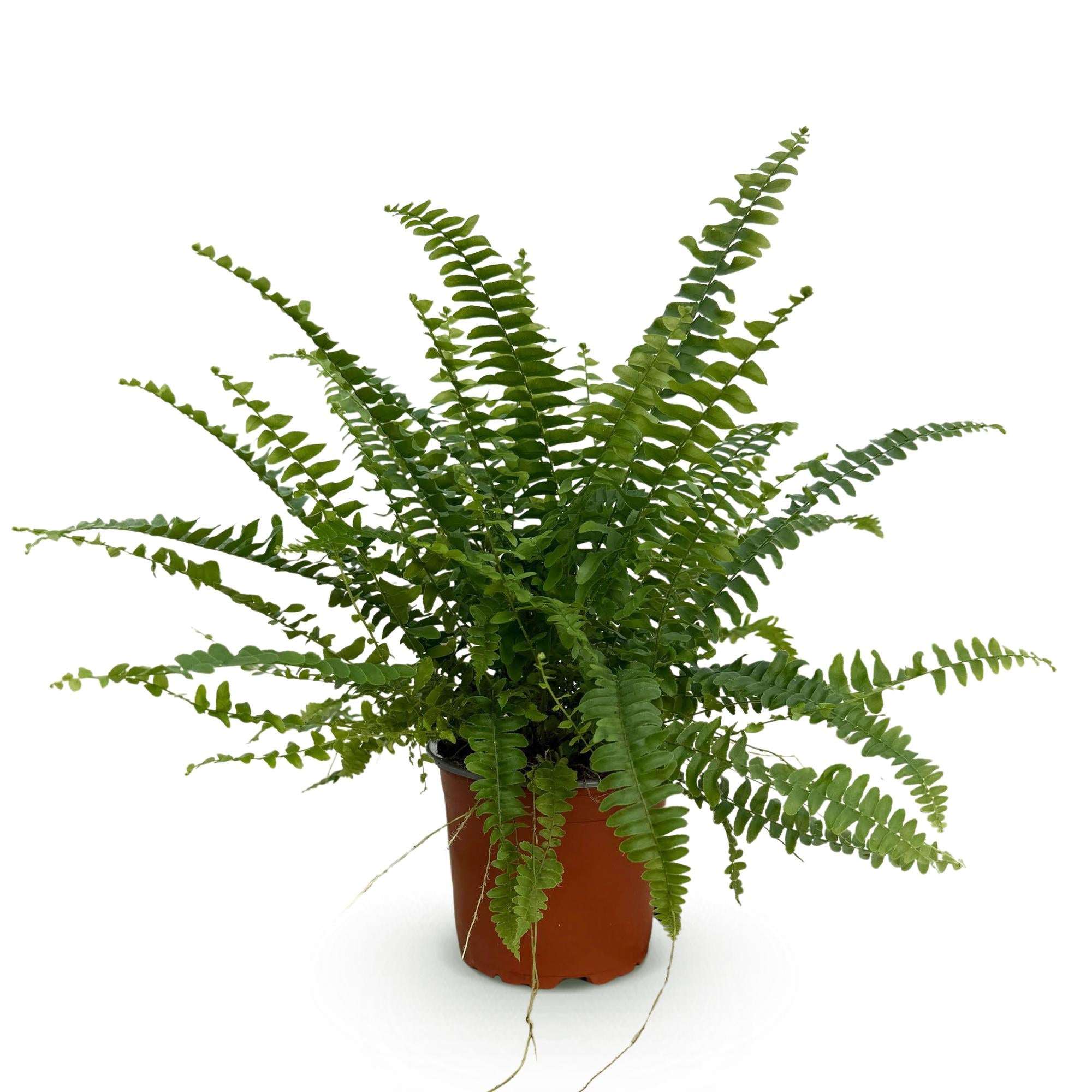 Image of Nephrolepis exaltata Green Lady Farn – Haustierfreundliche Zimmerpflanze 12cm – Höhe ca.25cm – Dekorativer Grünfarn für Wohnzimmer Büro & Schlafzimmer-0