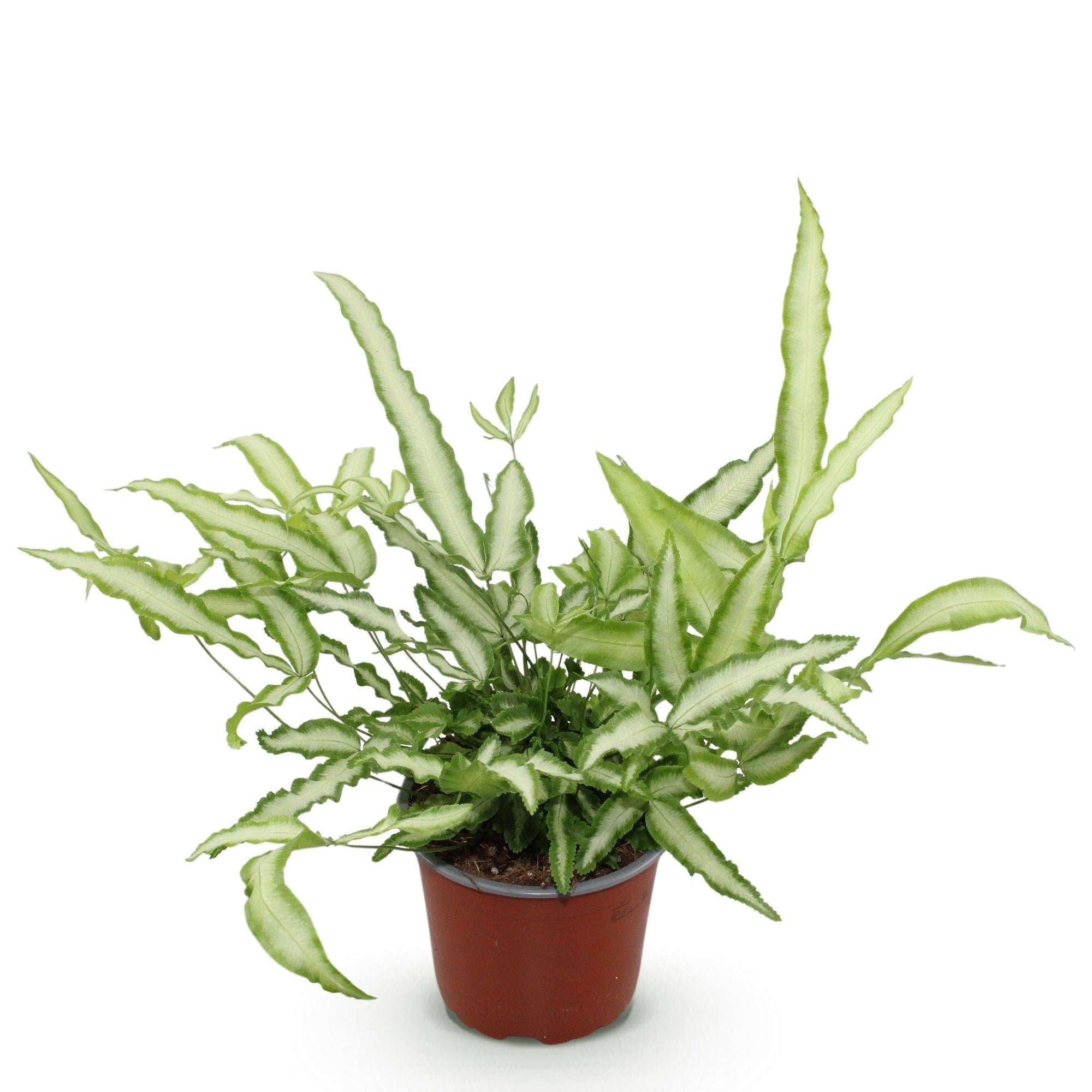 Image of Pteris cretica Albolineata Flügelfarn – Haustierfreundliche Zimmerpflanze 12cm – Höhe ca.20cm – Farn mit weißer Blattzeichnung für Wohnzimmer & Büro-0