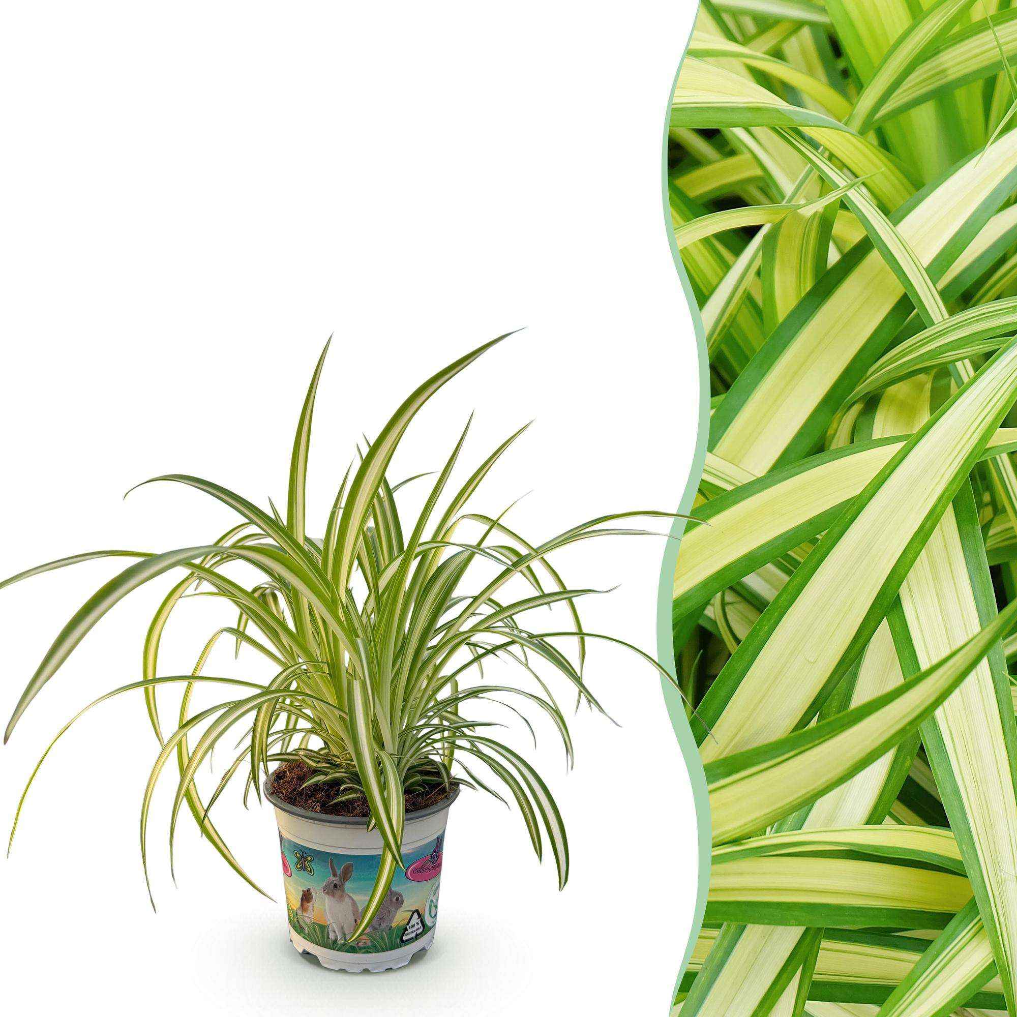 Image of Grünlilie Chlorophytum comosum Variegatum – Bunte Graslilie Zimmerpflanze – Haustierfreundlich 12cm – Höhe ca.20cm-0