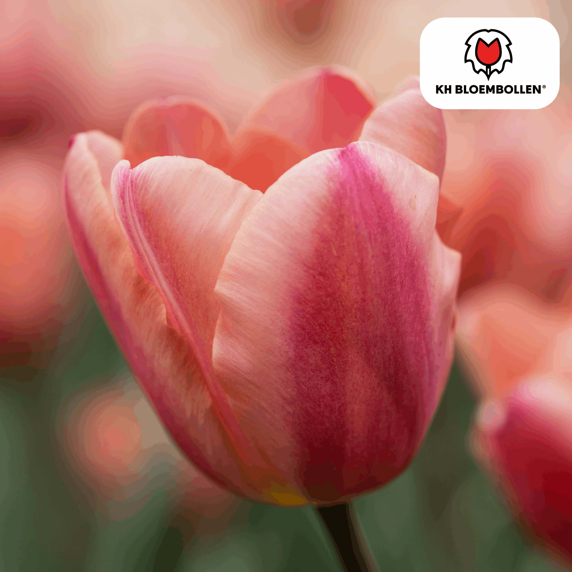 Image of Apricot Foxx Tulpenzwiebeln – 20 Stück – Lachsrosa Frühlingsblüher – Sorte Tulipa „Apricot Foxx“ – Für Garten & Topf – Blüte April–Mai-1