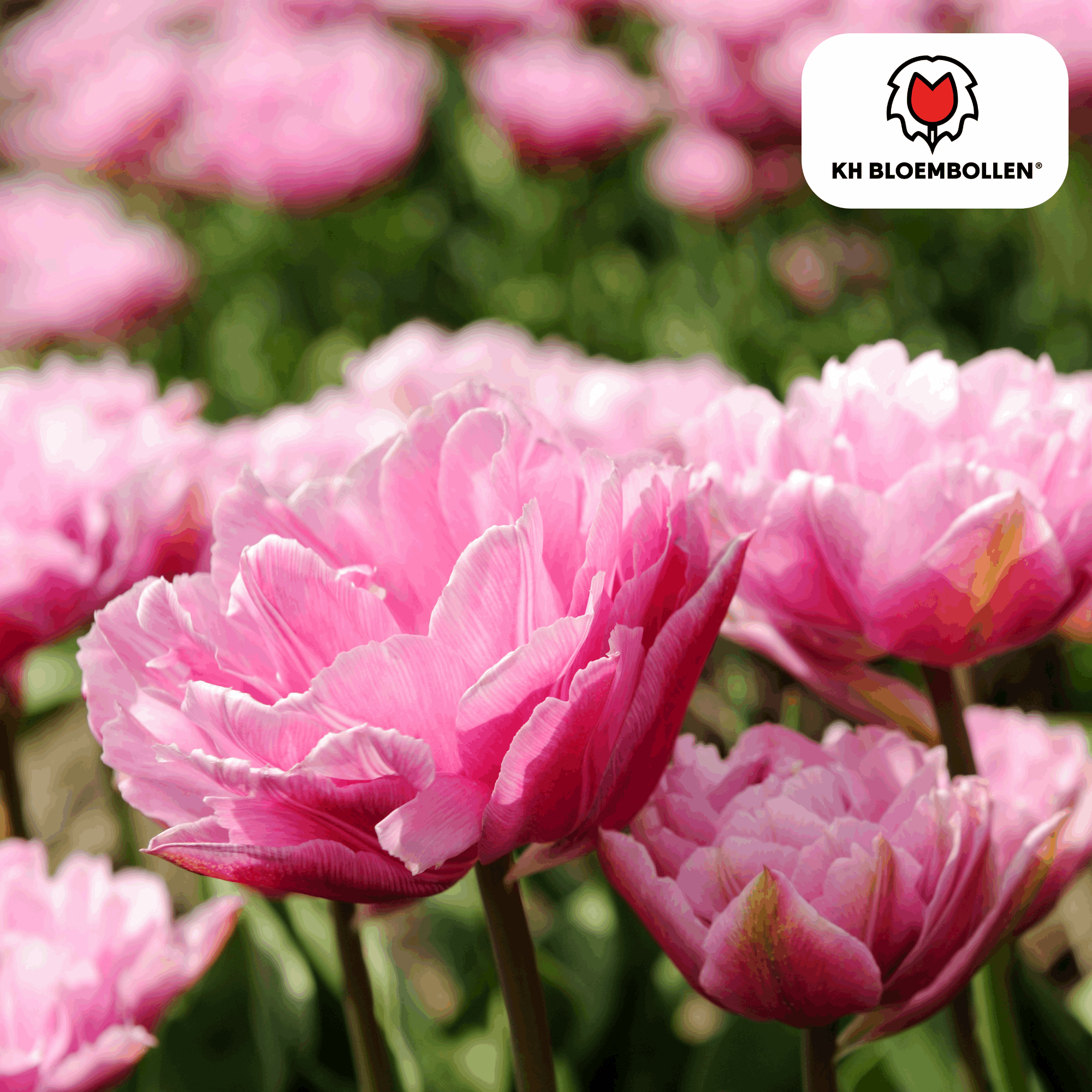 Image of Columbus Tulpenzwiebeln – 20 Blumenzwiebeln – Rosa-weiße Pioentulpen – Gefüllte Blüte – Für Garten, Topf & Vase