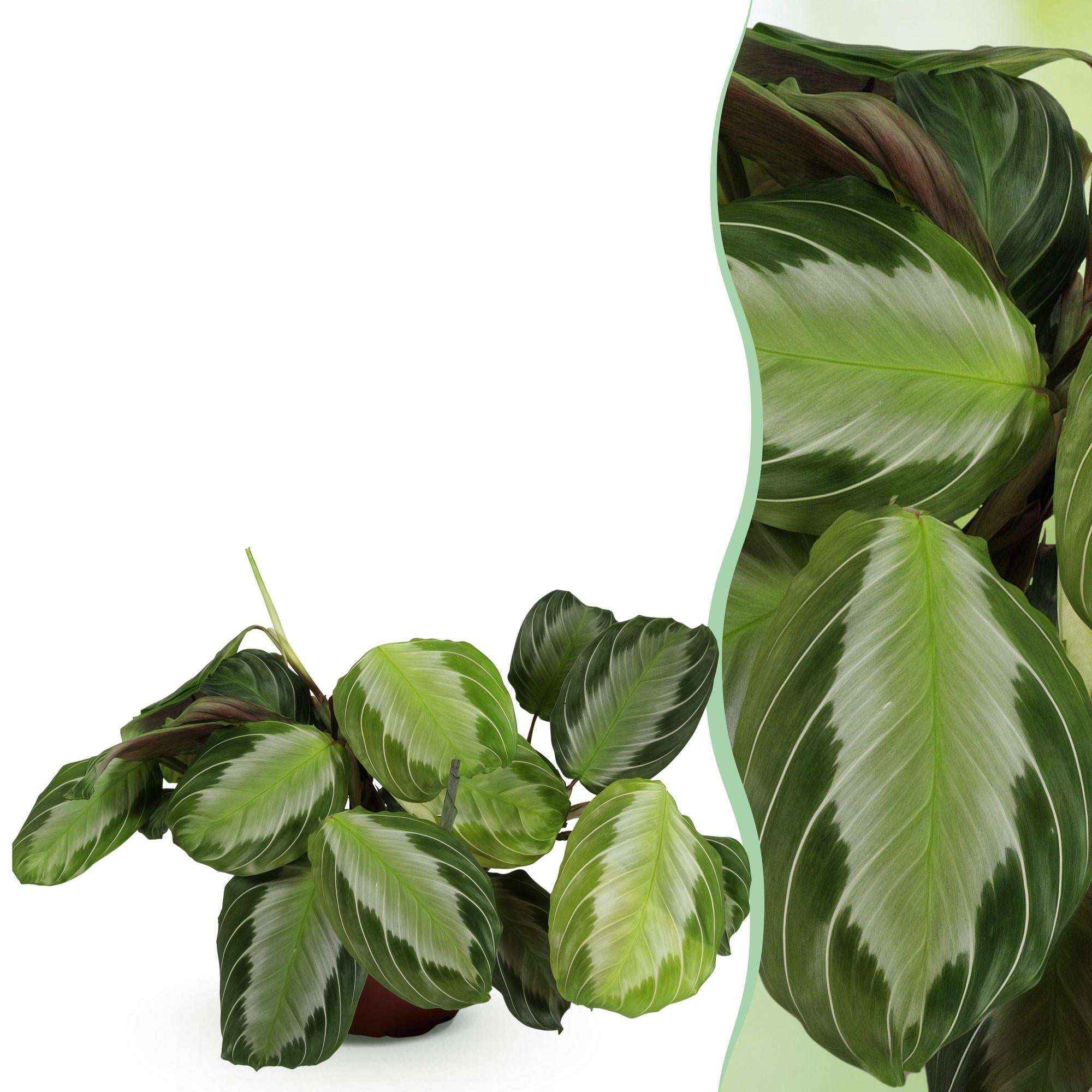 Image of Maranta Fascinator Silverband Gebetspflanze – Haustierfreundliche Zimmerpflanze 12cm – Höhe ca.25cm-1