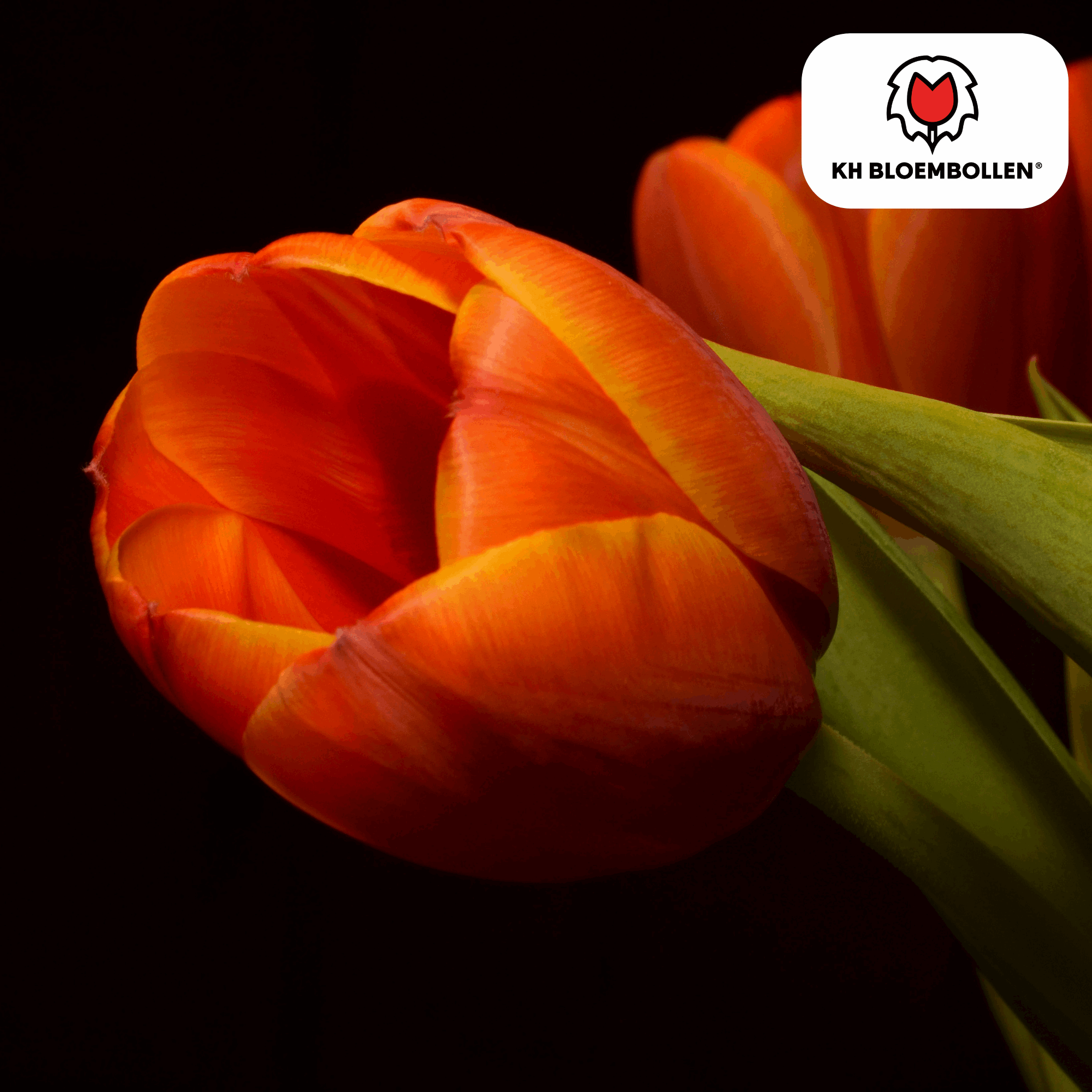 Image of Tulpenzwiebeln Dafeng – 20 Stück – Orangefarbene Tulpen – Großblumig & elegant – Für Garten, Topf & Balkon-4