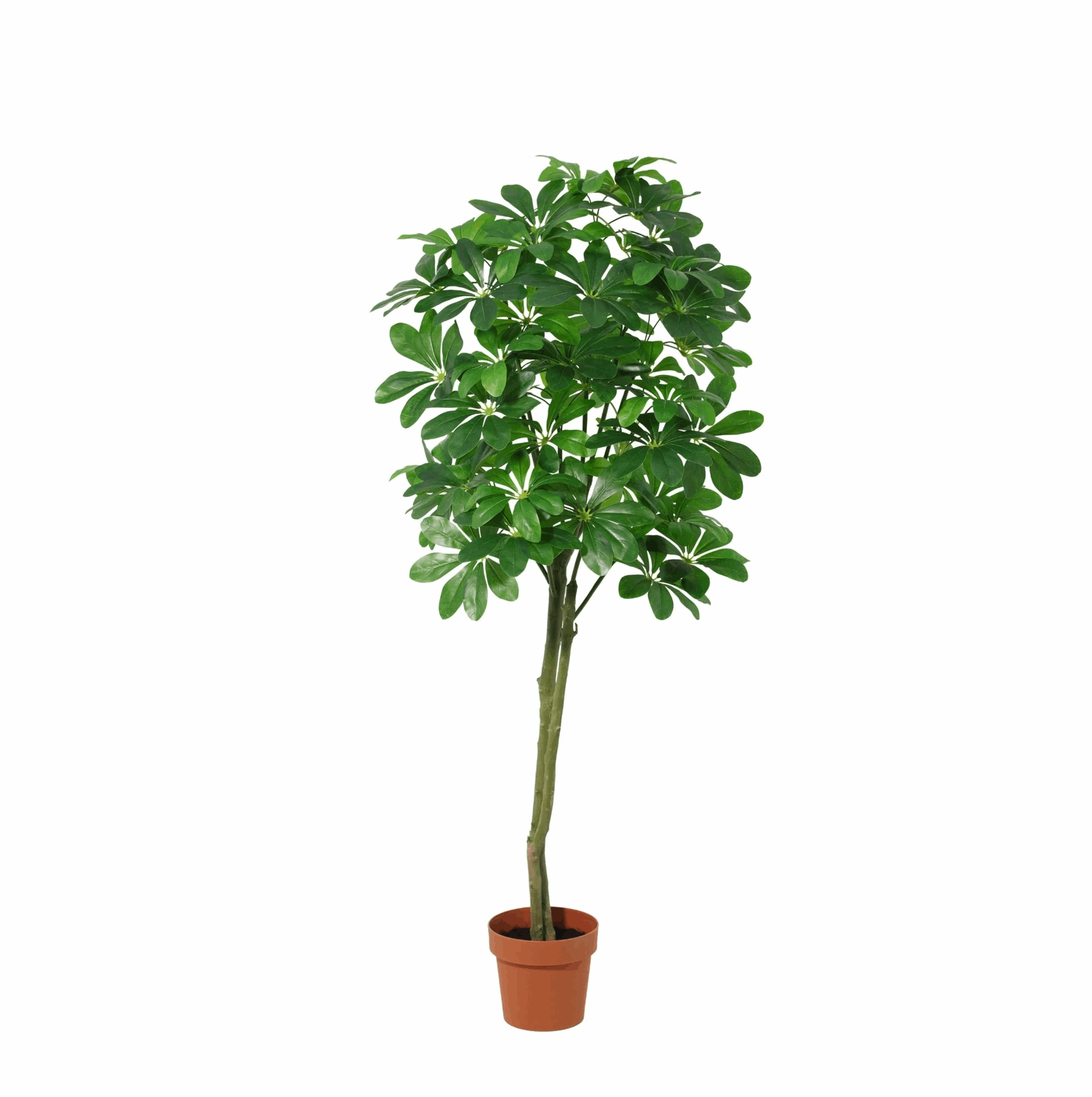 Image of Pachira Aquatica Kunstpflanze 150cm – Große künstliche Glückskastanie – Realistische Deko Pflanze für Wohnzimmer Büro & Empfangsbereich