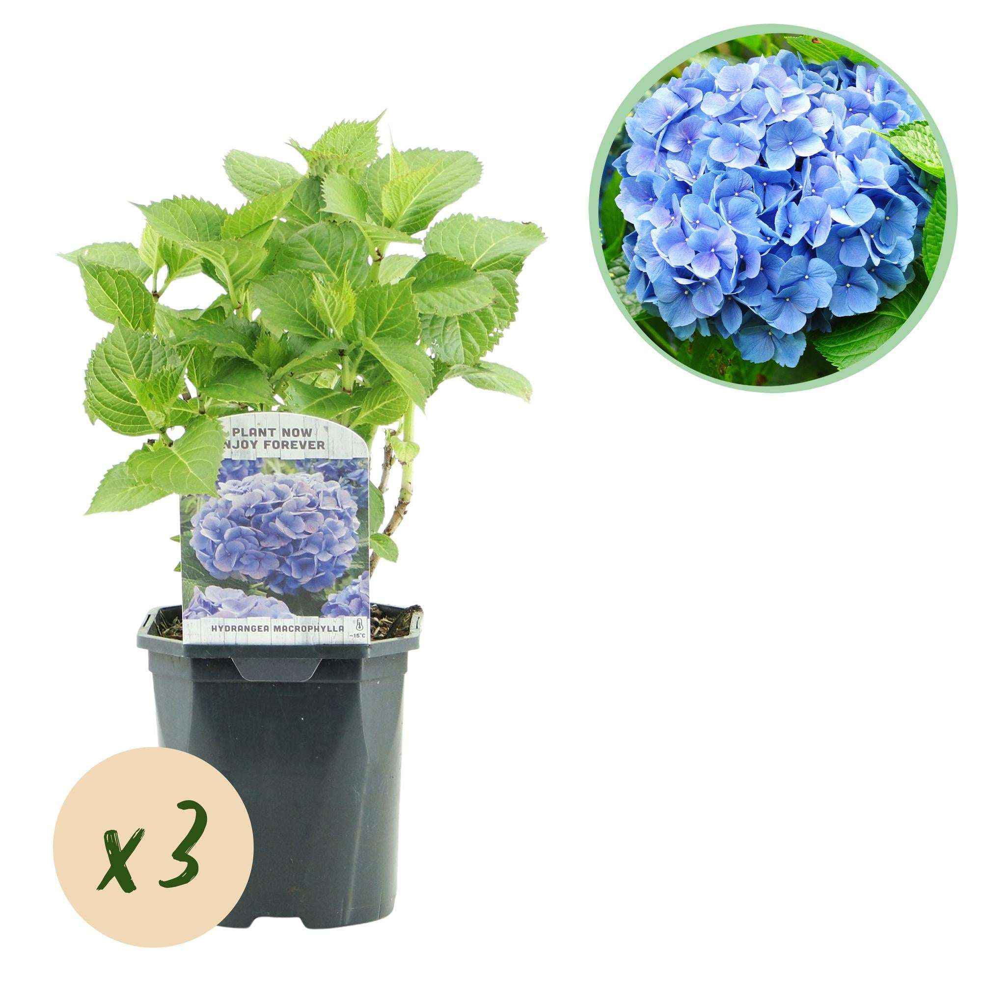 Image of Hortensie Hydrangea macrophylla Blau – 3 Pflanzen – Blüte in Blau – Ø17cm – ↕30cm – Sommerblüher – Pflegeleicht – Für Halbschatten-0