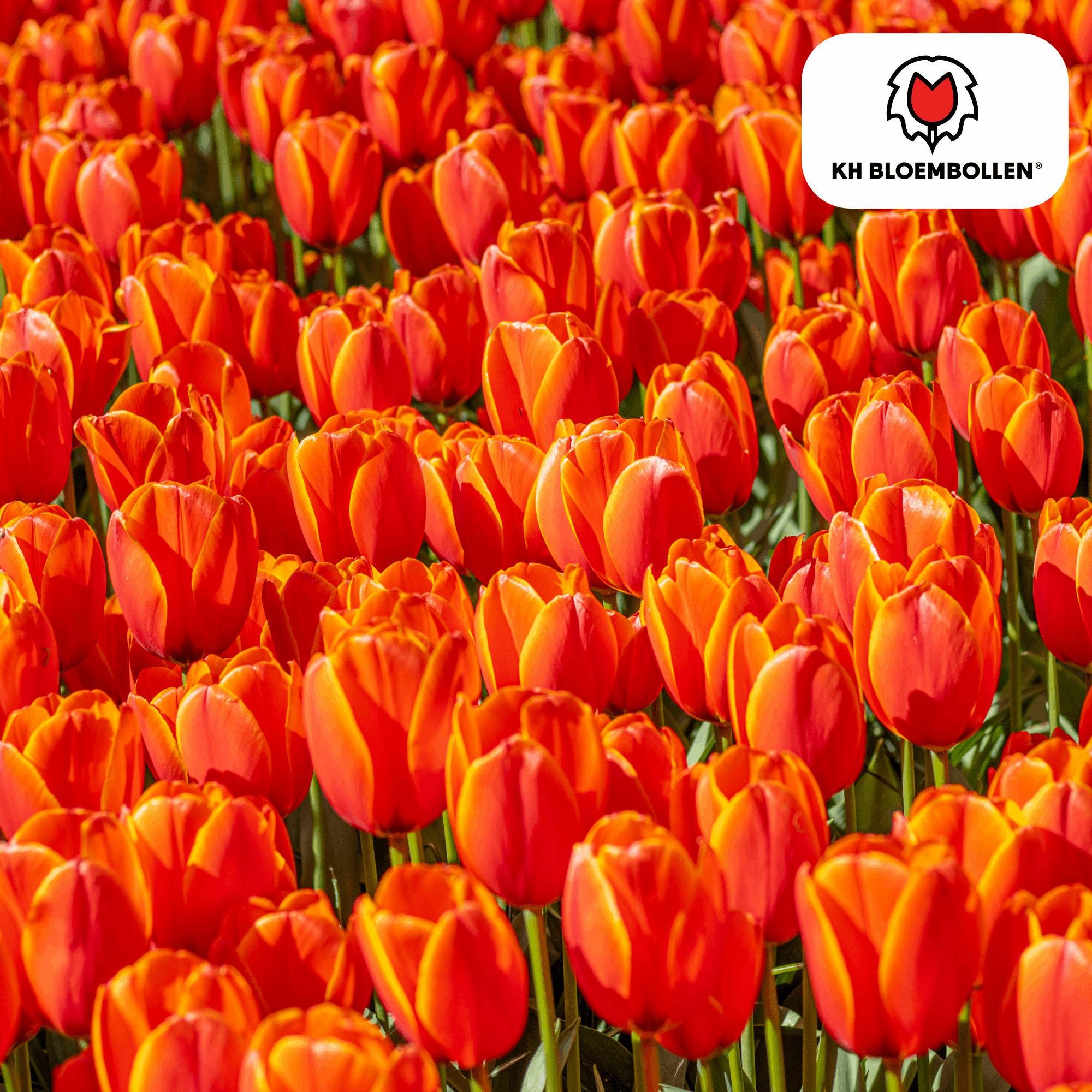 Image of Tulpenzwiebeln Dafeng – 20 Stück – Orangefarbene Tulpen – Großblumig & elegant – Für Garten, Topf & Balkon-0