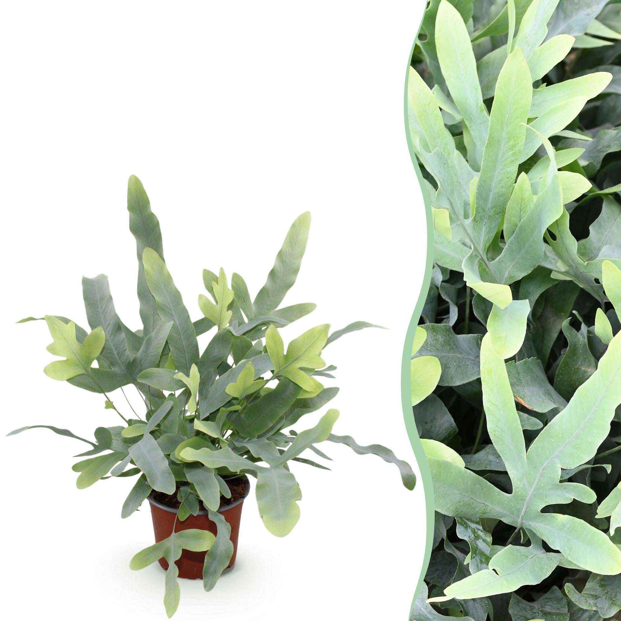 Image of Phlebodium aureum Blue Star Farn – Blaue Farnpflanze – Haustierfreundliche Zimmerpflanze 12cm – Höhe ca.25cm – Tropenfarn für Wohnzimmer & Büro-1