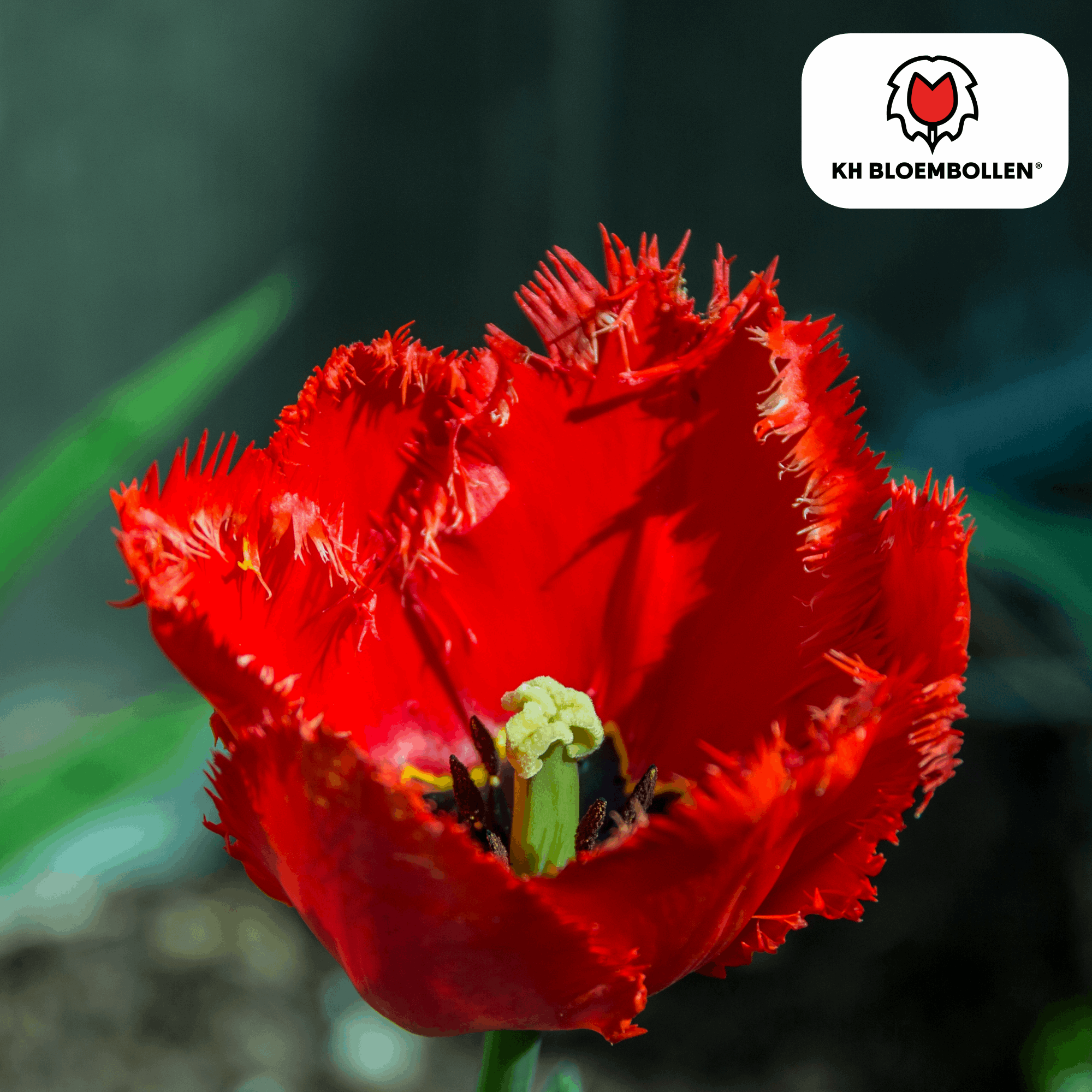 Image of Tulpenzwiebeln Masterpeace – 20 Blumenzwiebeln – Rote Tulpe mit gezacktem Rand – Robust & einzigartig – Für Garten & Topf-2