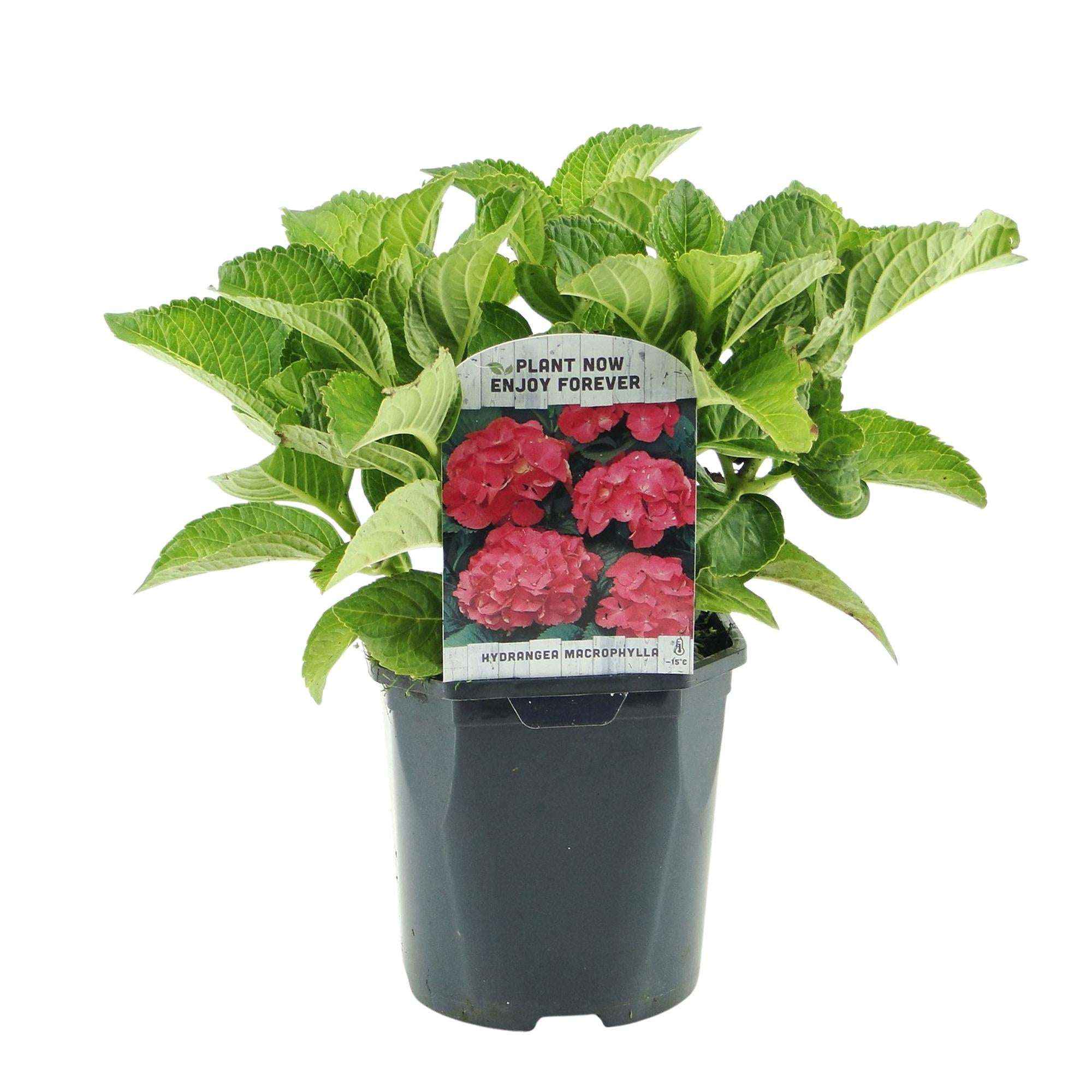 Image of Hortensie – Hydrangea macrophylla Rot – Blüte Rot – Ø17cm – ↕30cm – Sommerblüher – Pflegeleicht & Laubabwerfend-1