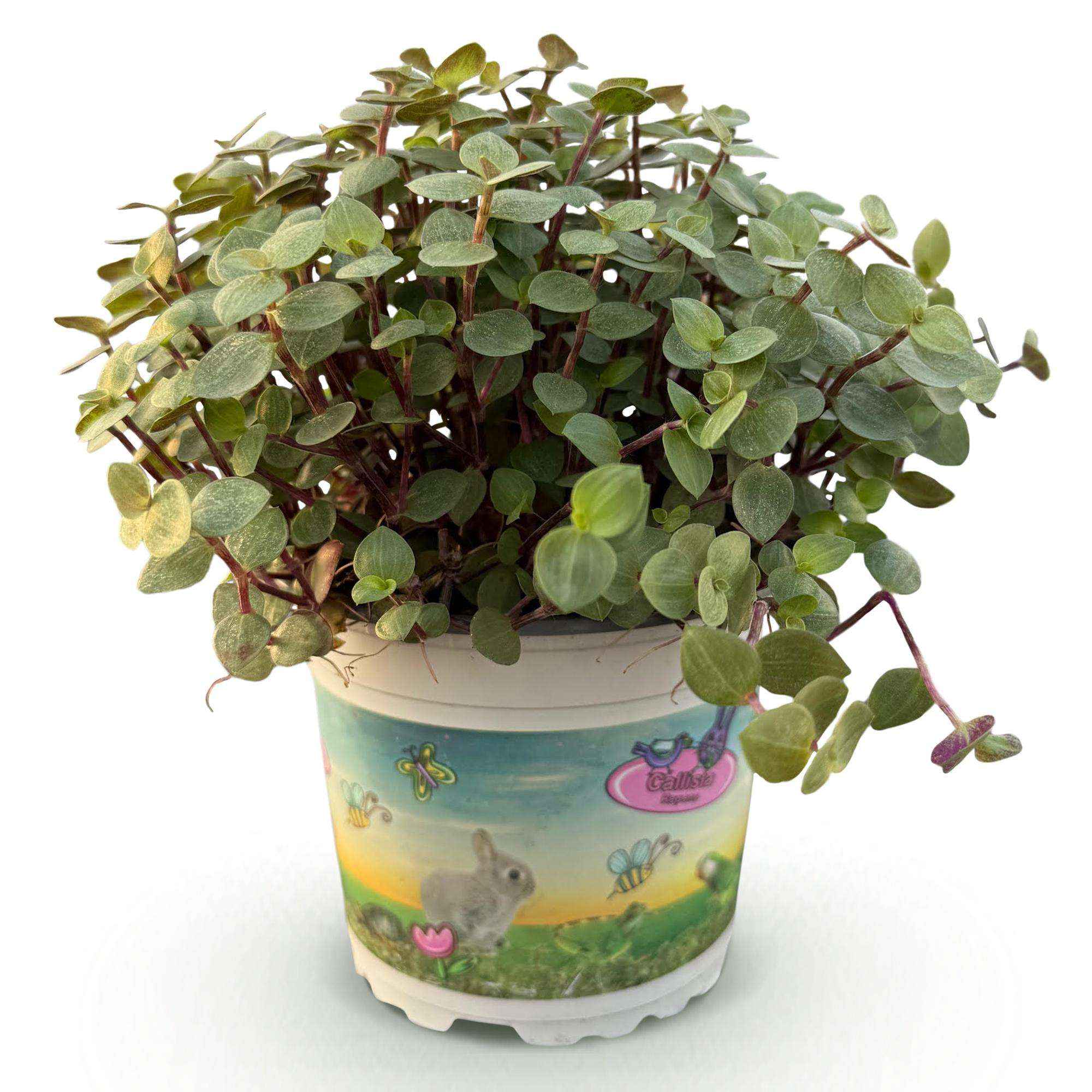 Image of Callisia repens Schildkrötenpflanze – Haustierfreundliche Zimmerpflanze 12cm – Höhe ca.14cm-0