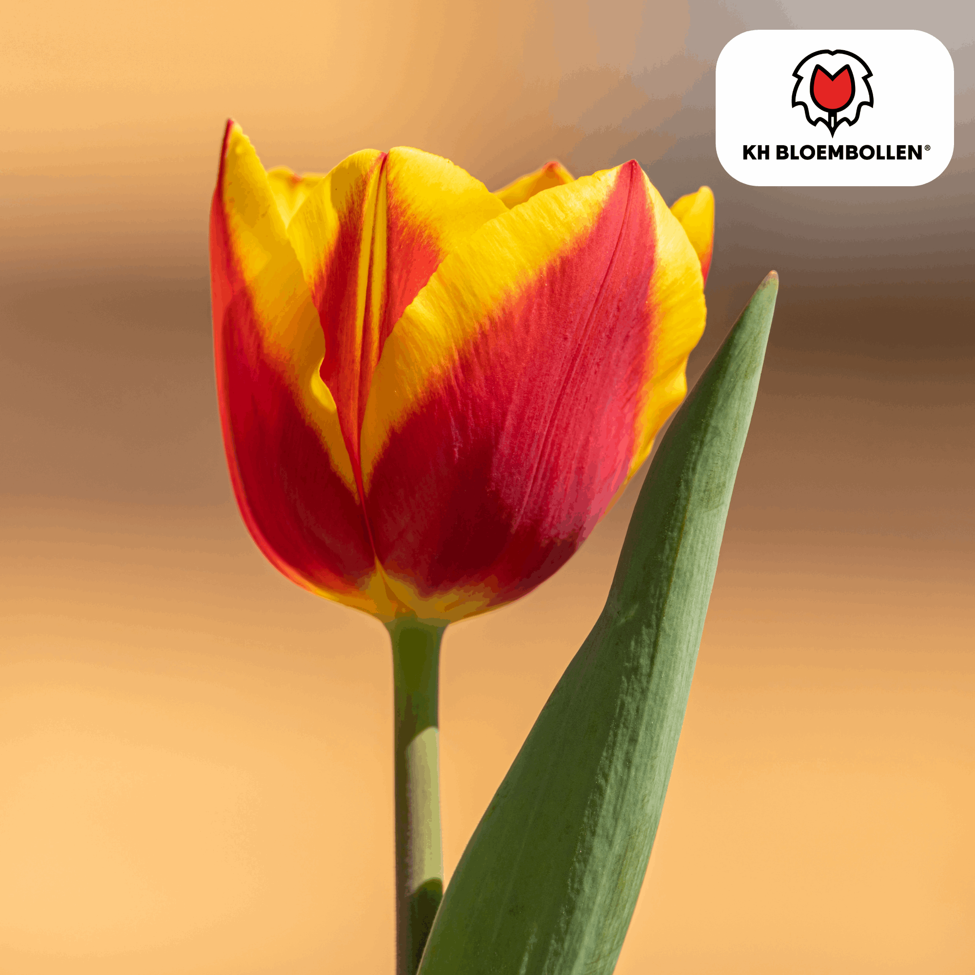 Image of Tulpenzwiebeln Jan Seignette – 20 Blumenzwiebeln – Rot-gelb gestreifte Tulpe – Klassisch & auffällig – Für Garten & Topf-0