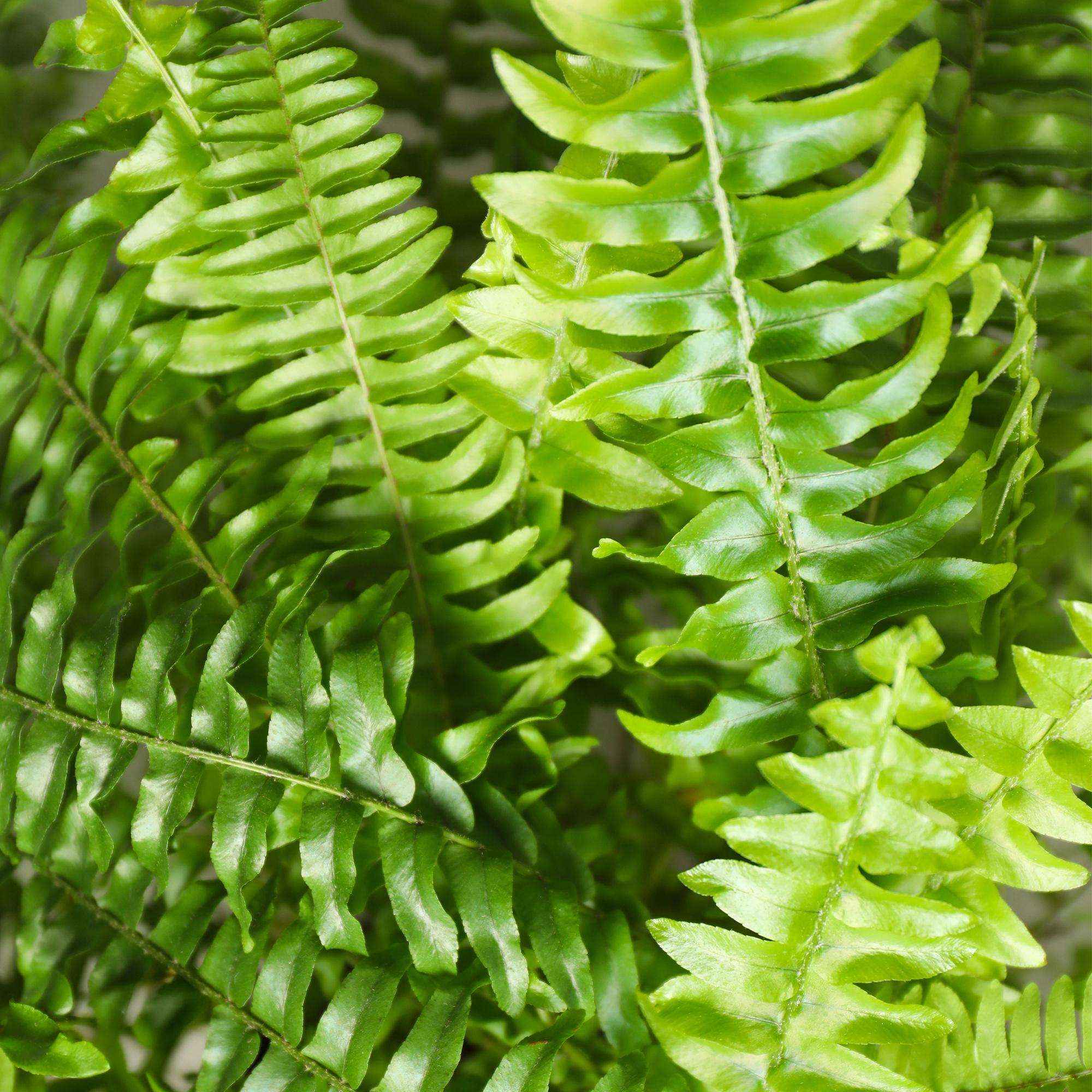 Image of Nephrolepis exaltata Green Lady Farn – Haustierfreundliche Zimmerpflanze 12cm – Höhe ca.25cm – Dekorativer Grünfarn für Wohnzimmer Büro & Schlafzimmer-1