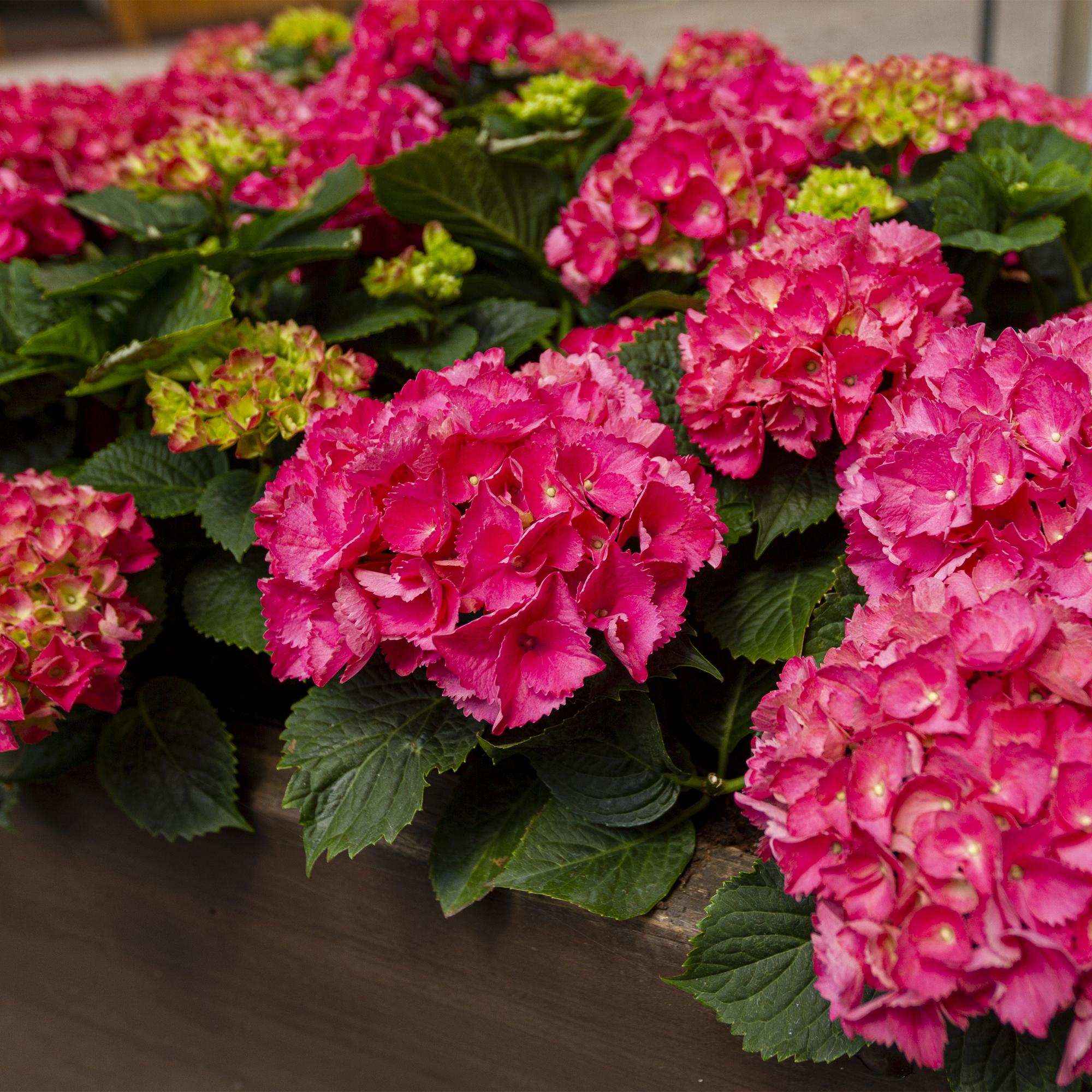 Image of Hortensie Hydrangea macrophylla Rot – 3 Pflanzen für 1 m² – Ø17cm – ↕30cm – Sommerblüher – Pflegeleicht & laubabwerfend-2
