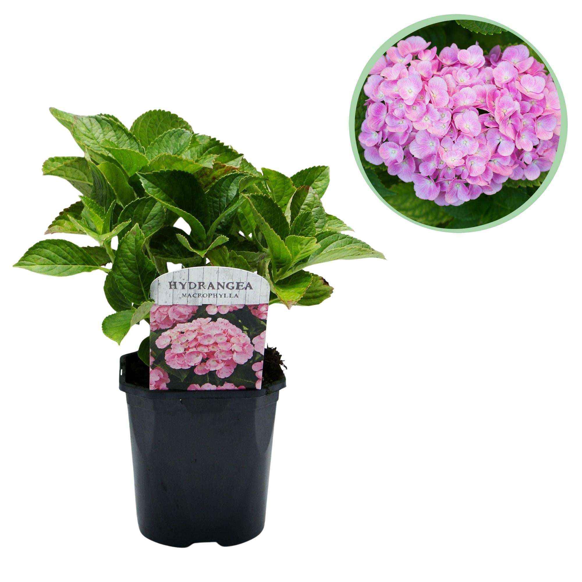 Image of Hortensie – Hydrangea macrophylla Rosa – Blüte Rosa – Ø17cm – ↕30cm – Blühpflanze für Garten & Topf – Pflegeleicht & Laubabwerfend-0
