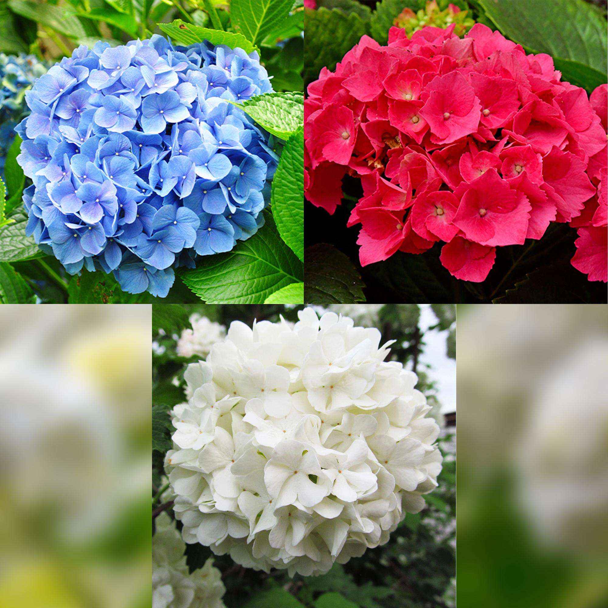 Image of Hortensie Hydrangea macrophylla Tricolour – 3 Pflanzen in Rosa, Blau & Weiß – Ø17cm – ↕30cm – Blüte Juni–September – Laubabwerfend – Pflegeleicht & winterhart-1