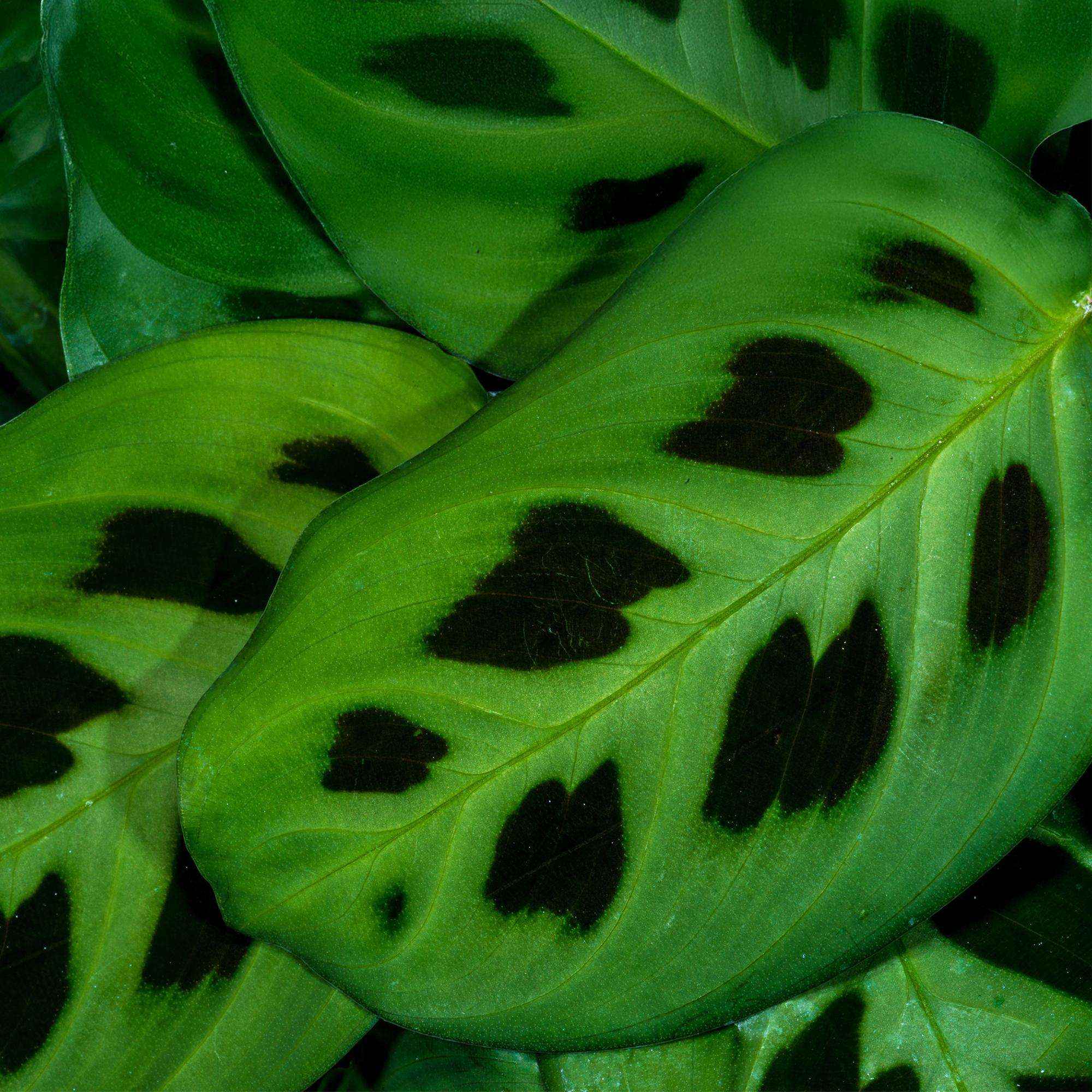 Image of Maranta Fascinator Kerchoveana Zebrapflanze – Haustierfreundliche Zimmerpflanze 12cm – Höhe ca.25cm – Dekorative Gebetspflanze für Wohnzimmer & Büro-4