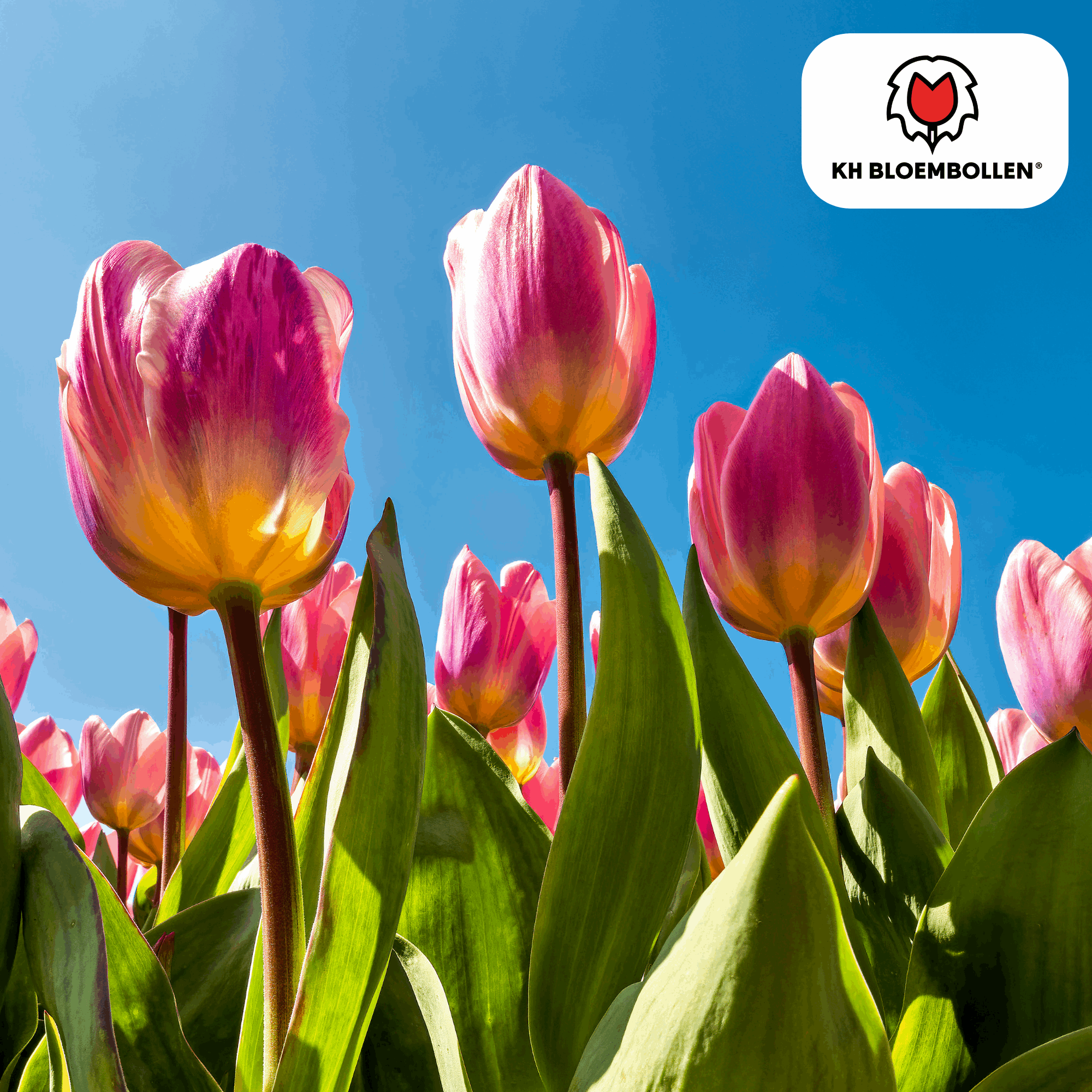Image of Tulpenzwiebeln Light and Dreamy – 20 Blumenzwiebeln – Sanfte Pastellfarben – Romantisch & verträumt – Für Garten & Topf