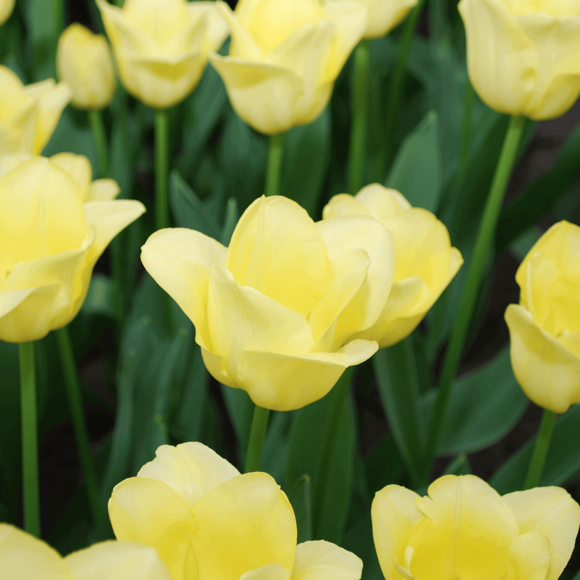 Image of Tulpenzwiebeln World Friendship – 20 Blumenzwiebeln– Hellgelbe Tulpe – Elegante Frühlingsblüher für Garten & Topf – Winterhart-4