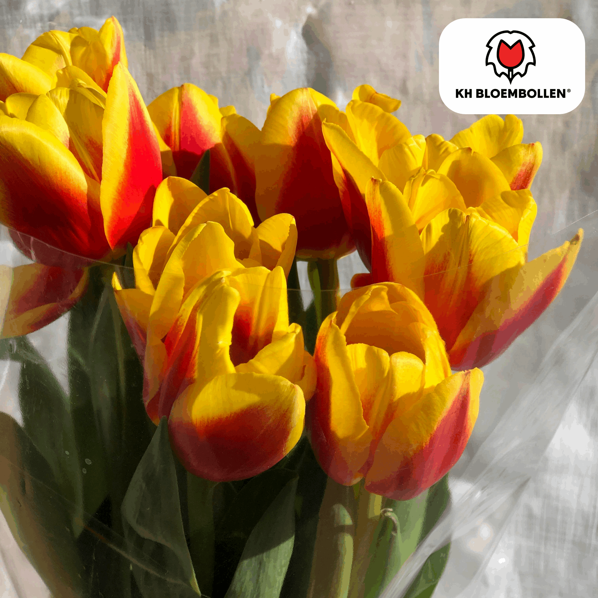 Image of Tulpenzwiebeln Jan Seignette – 20 Blumenzwiebeln – Rot-gelb gestreifte Tulpe – Klassisch & auffällig – Für Garten & Topf-2