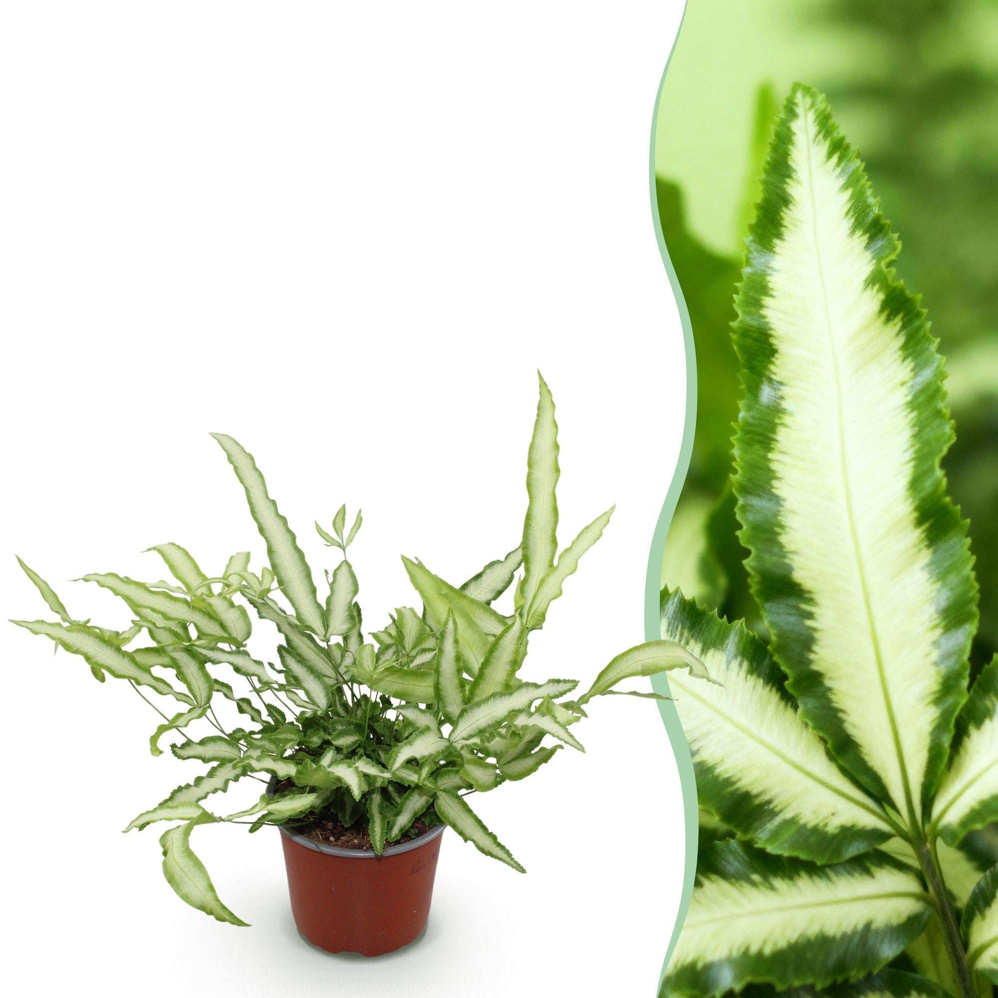 Image of Pteris cretica Albolineata Flügelfarn – Haustierfreundliche Zimmerpflanze 12cm – Höhe ca.20cm – Farn mit weißer Blattzeichnung für Wohnzimmer & Büro-1