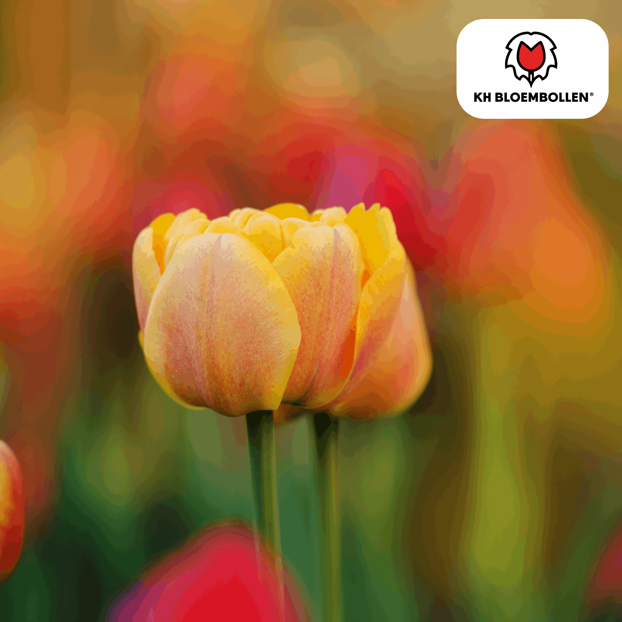 Image of Tulpenzwiebeln Icoon – 20 Blumenzwiebeln – Lachsrosa gefüllte Tulpe – Stilvoll & modern – Für Garten oder Topf