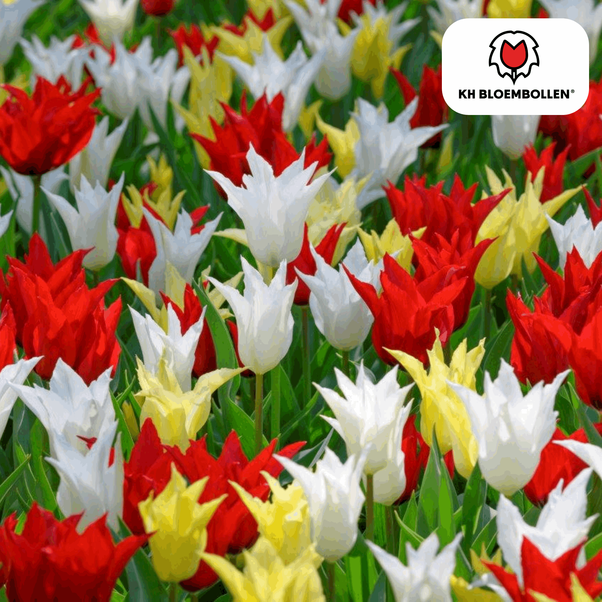 Image of Tulpenzwiebeln Tres Chic Mix – 20 Blumenzwiebeln – Rot, Weiß & Gelb – Eleganter Farbmix für Garten & Topf – Winterhart & pflegeleicht-1