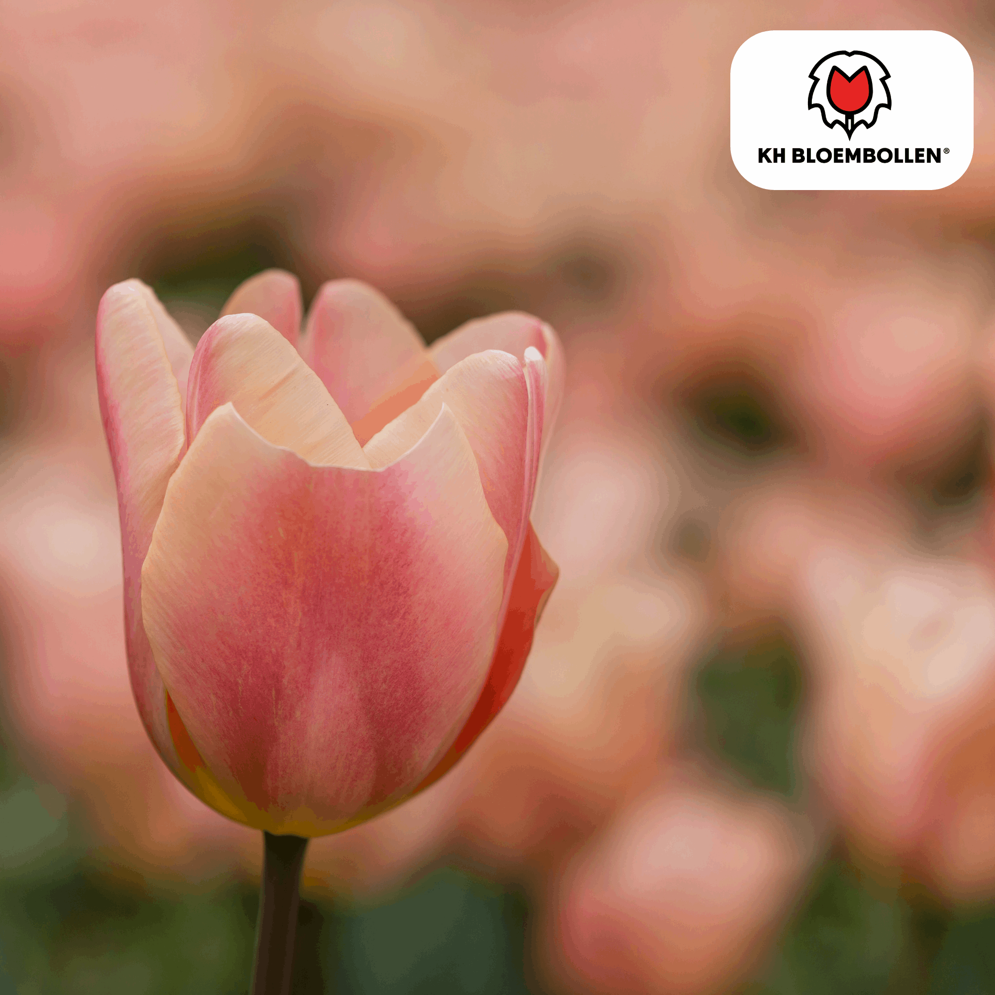 Image of Apricot Foxx Tulpenzwiebeln – 20 Stück – Lachsrosa Frühlingsblüher – Sorte Tulipa „Apricot Foxx“ – Für Garten & Topf – Blüte April–Mai-3