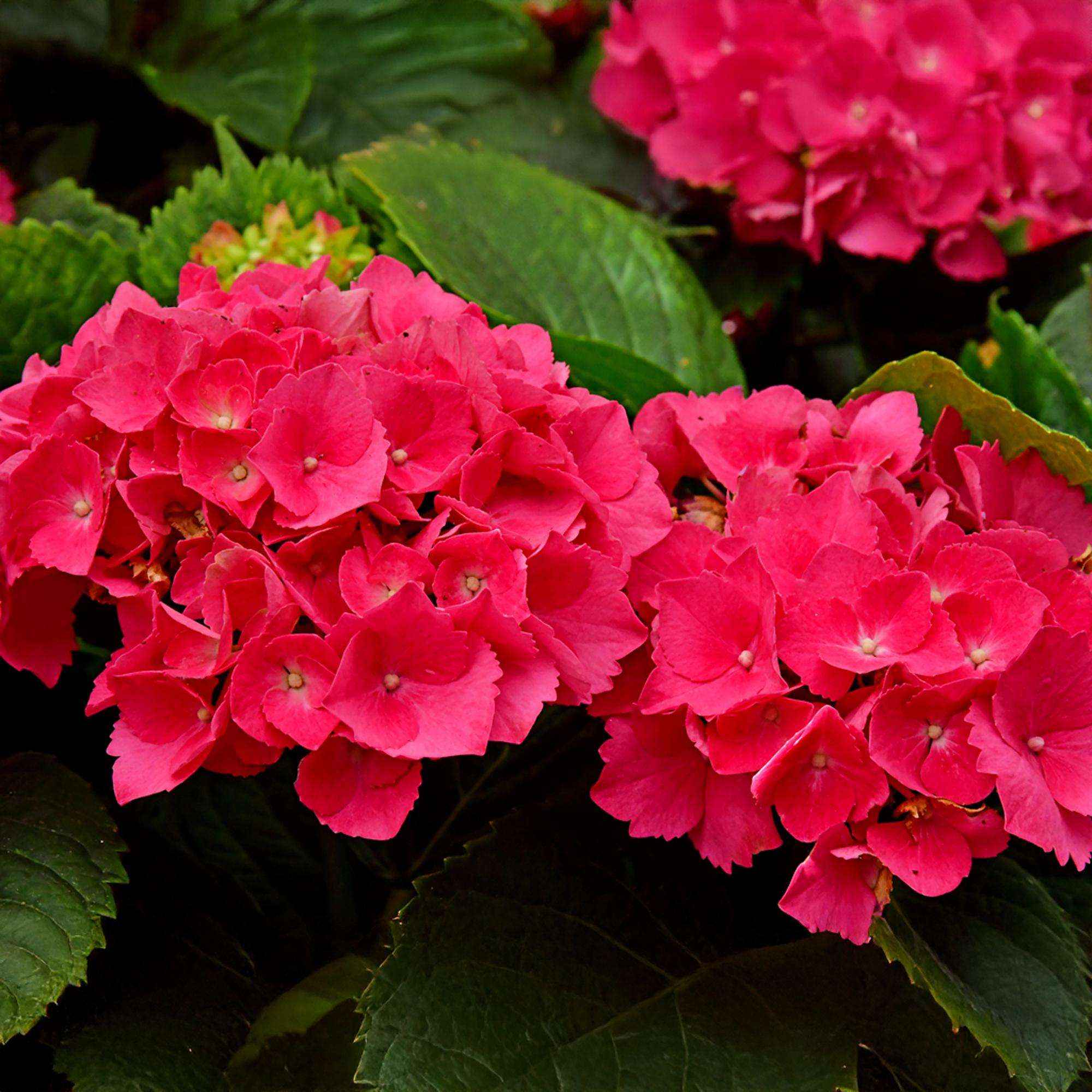 Image of Hortensie – Hydrangea macrophylla Rot – Blüte Rot – Ø17cm – ↕30cm – Sommerblüher – Pflegeleicht & Laubabwerfend-2