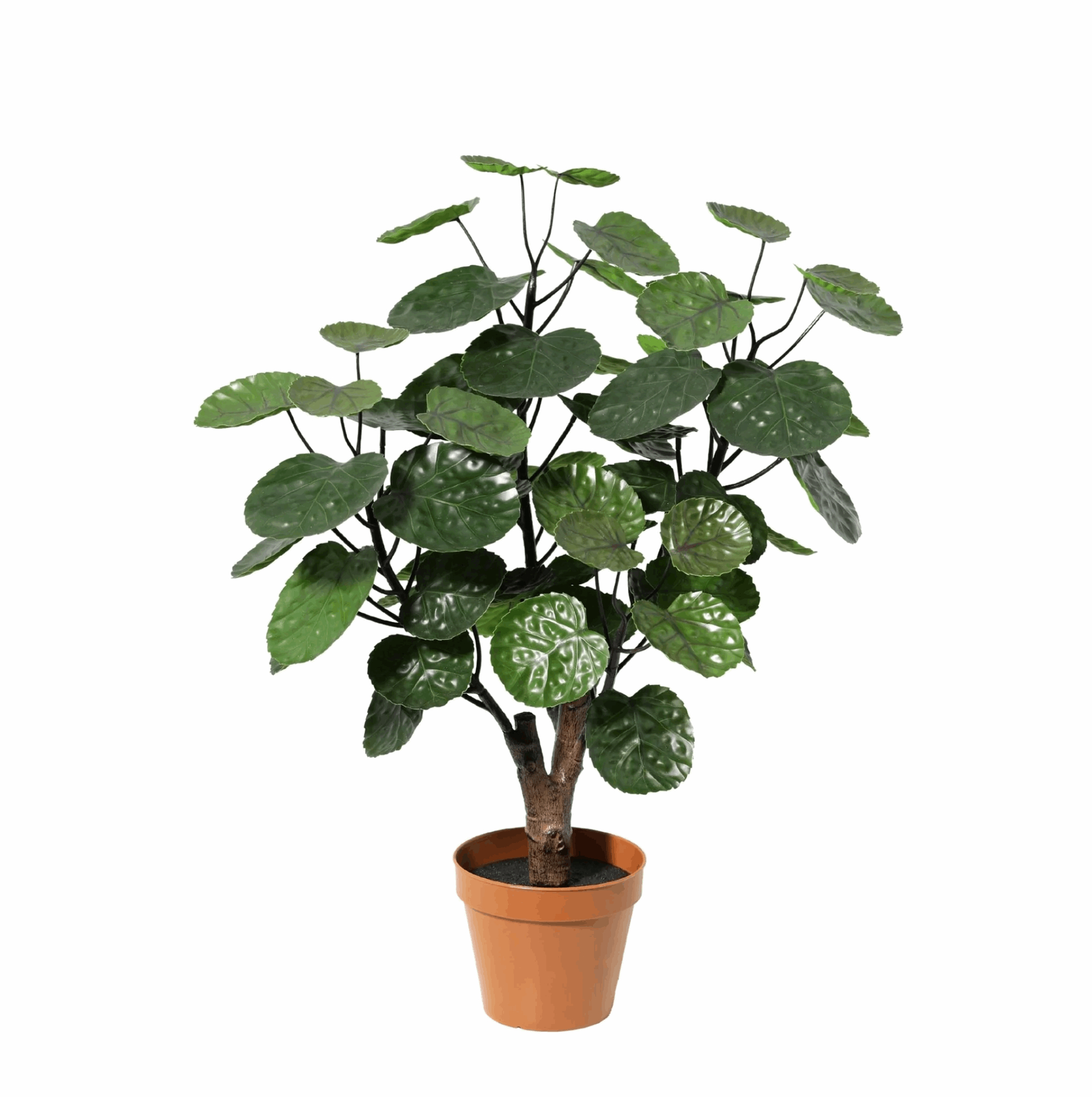 Image of Polyscias Fabian Kunstpflanze 55cm – Dekorative Aralie Deko Pflanze – Pflegefreie Zimmerpflanze für Wohnzimmer Büro & Regal-0
