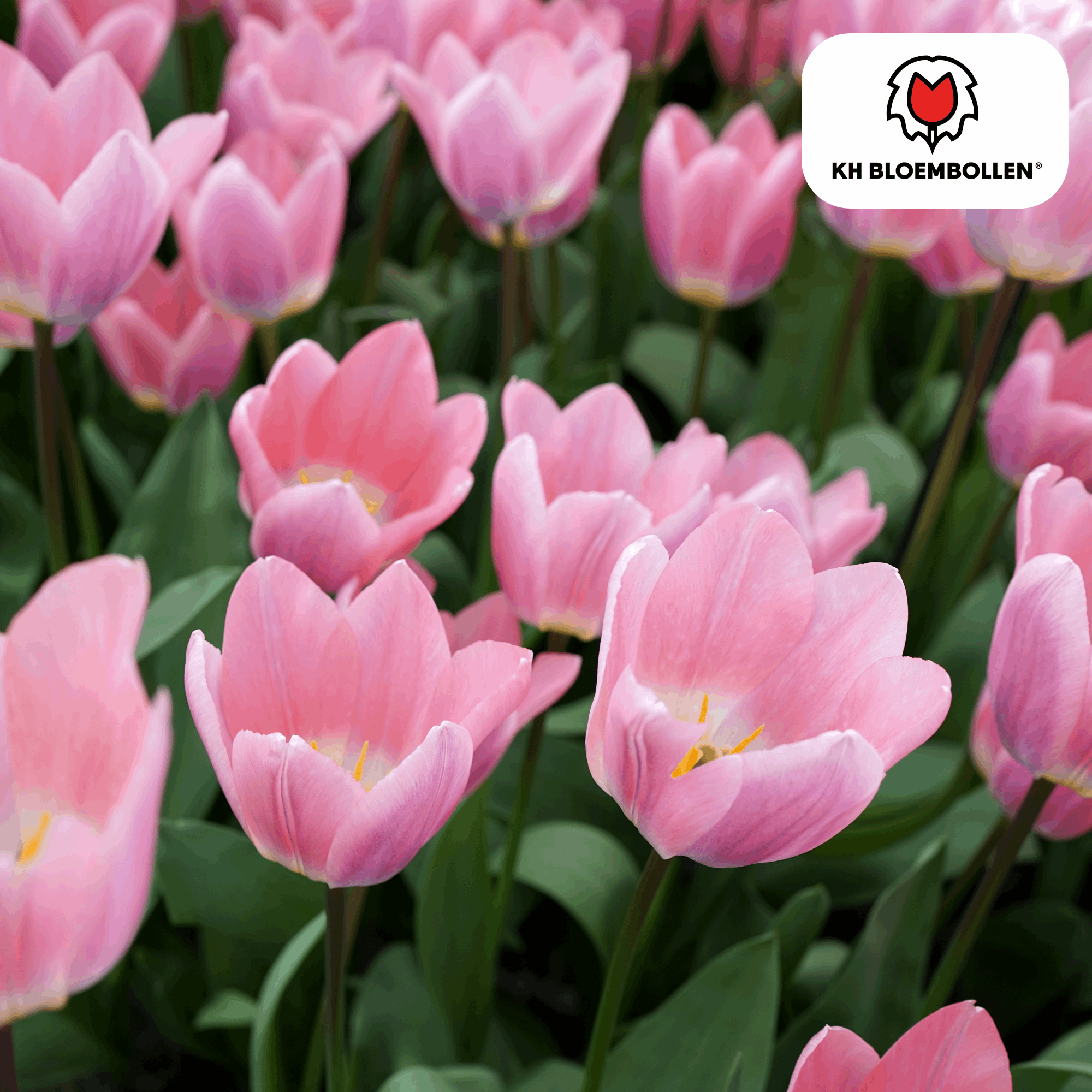 Image of Tulpenzwiebeln Light and Dreamy – 20 Blumenzwiebeln – Sanfte Pastellfarben – Romantisch & verträumt – Für Garten & Topf