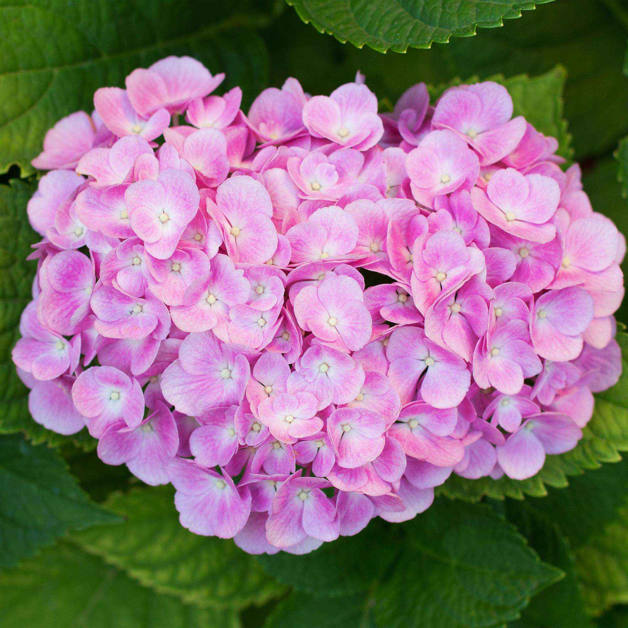 Image of Hortensie – Hydrangea macrophylla Rosa – Blüte Rosa – Ø17cm – ↕30cm – Blühpflanze für Garten & Topf – Pflegeleicht & Laubabwerfend-2
