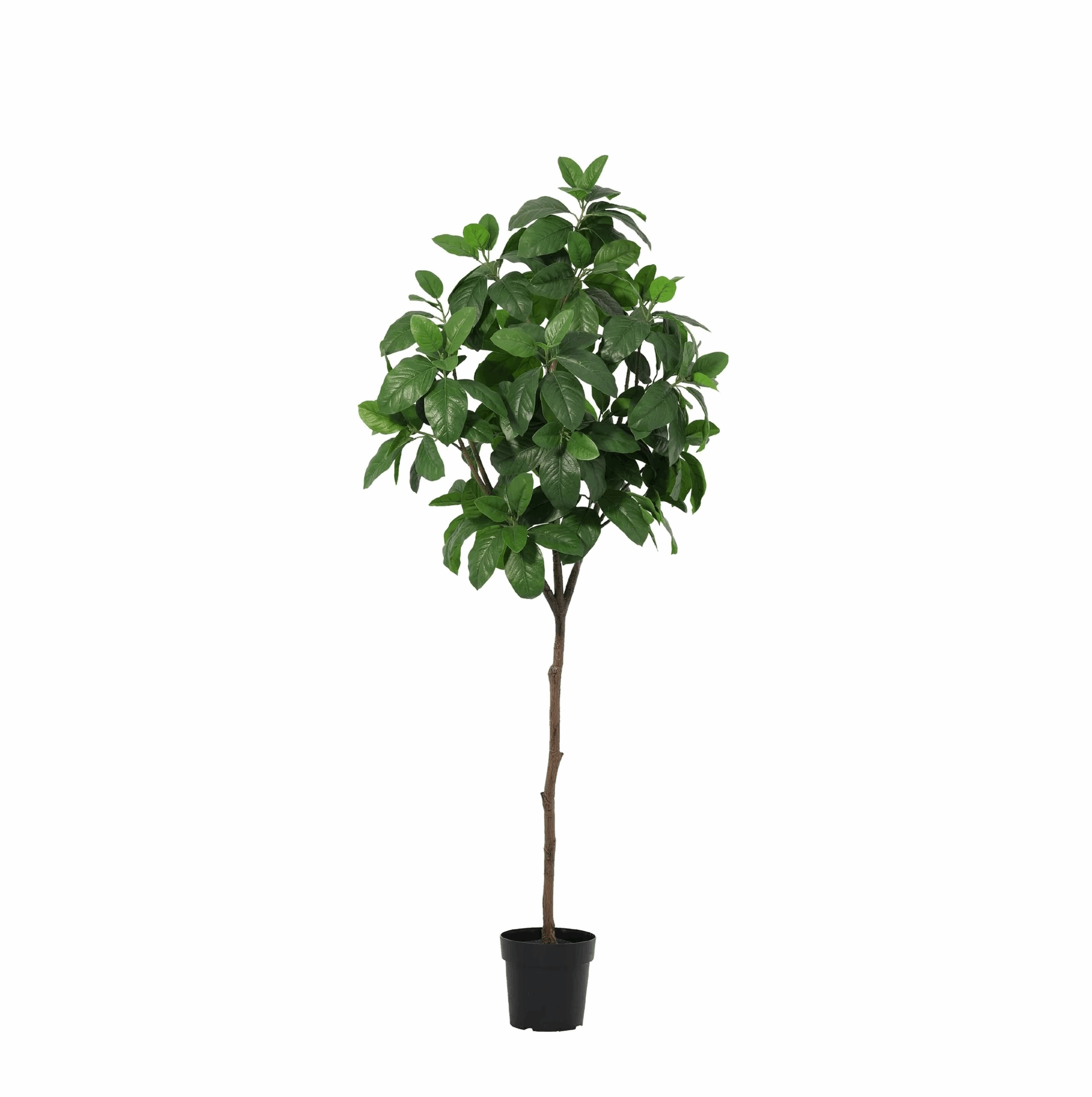Image of Magnolia Kunstpflanze 190cm – Große Magnolienbaum Deko Pflanze – Pflegefreie Zimmerpflanze für Wohnzimmer Büro & Empfangsbereich-0