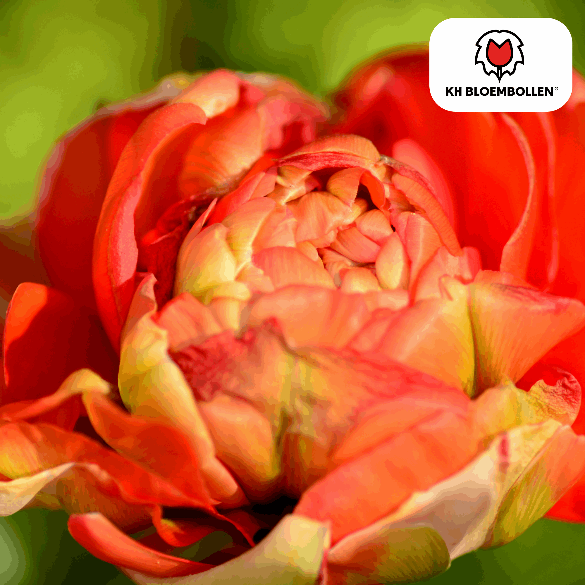 Image of Tulpenzwiebeln Gudoshnik Double – 20 Blumenzwiebeln – Gefüllte Tulpe in Gelb, Orange & Rot – Pfingstrosenartig & farbintensiv – Für Garten oder Topf-1