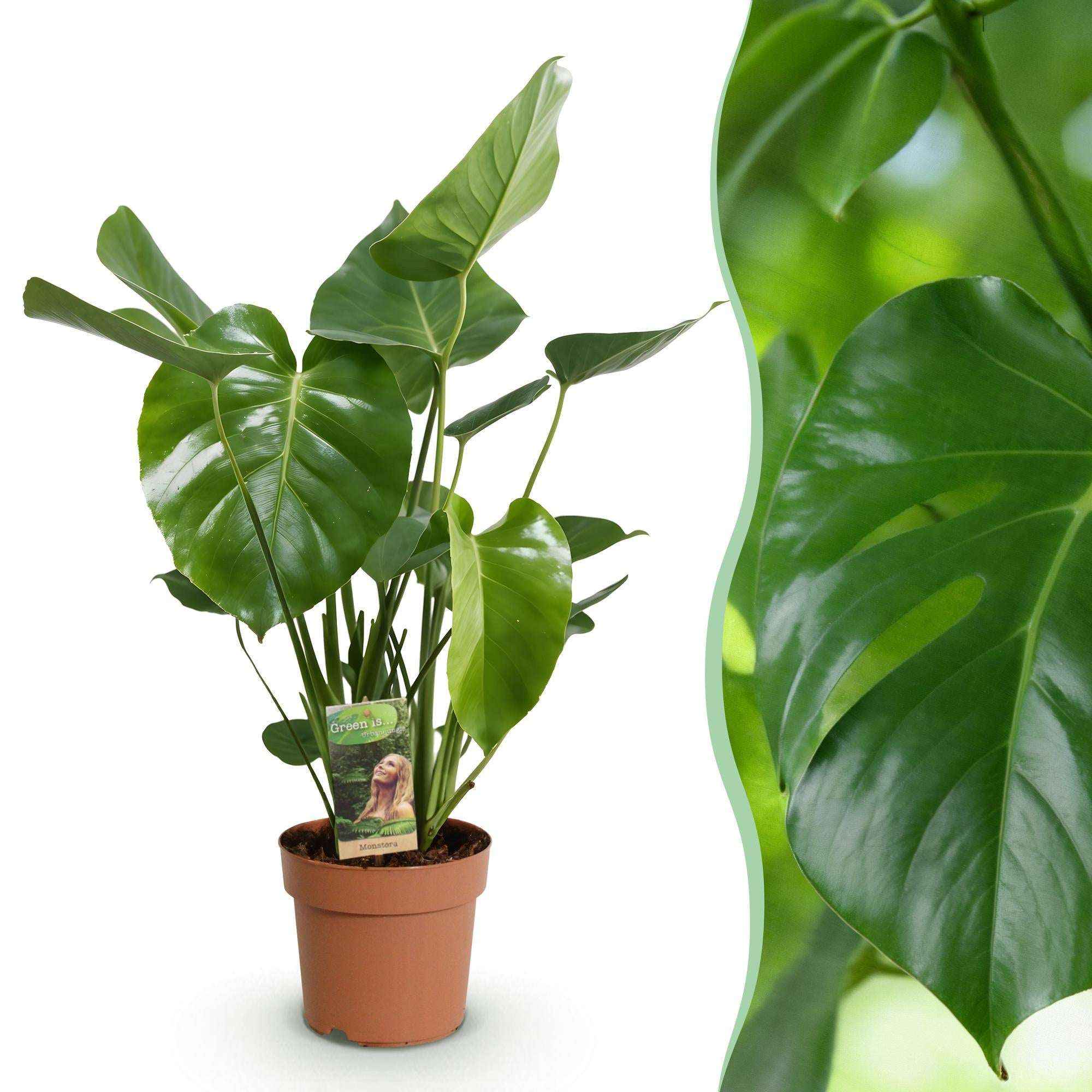 Image of Monstera Deliciosa Fensterblatt Zimmerpflanze – Pflegeleichte Tropenpflanze 17cm – Höhe ca.50-55cm – Große Grünpflanze für Wohnzimmer & Büro