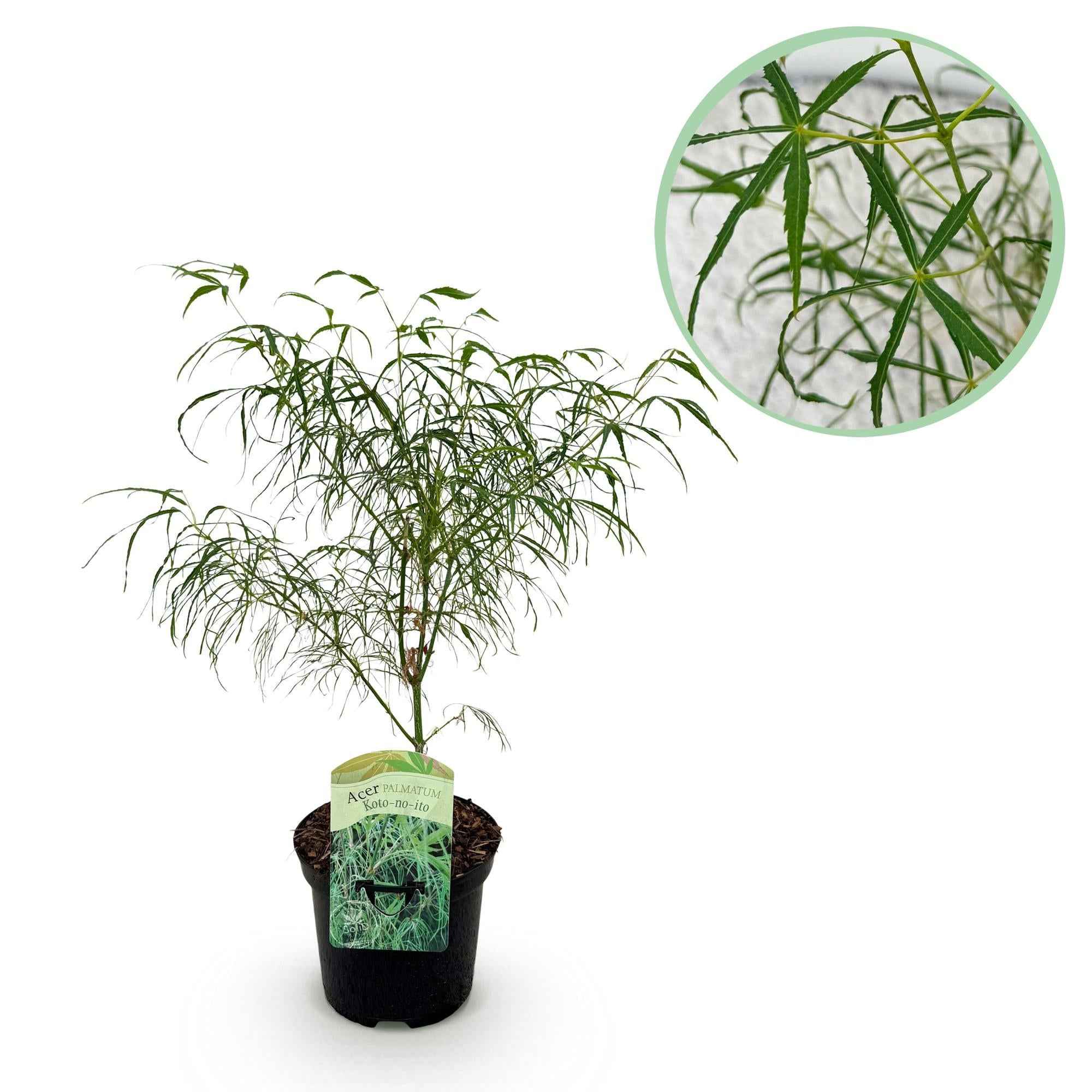 Image of Japanischer Ahorn – Acer palmatum Koto – no – ito – Zierahorn im Topf 19cm – ca. 70cm hoch – Feingliedrig & mehrfarbig – Balkon – & Terrassenpflanze-0