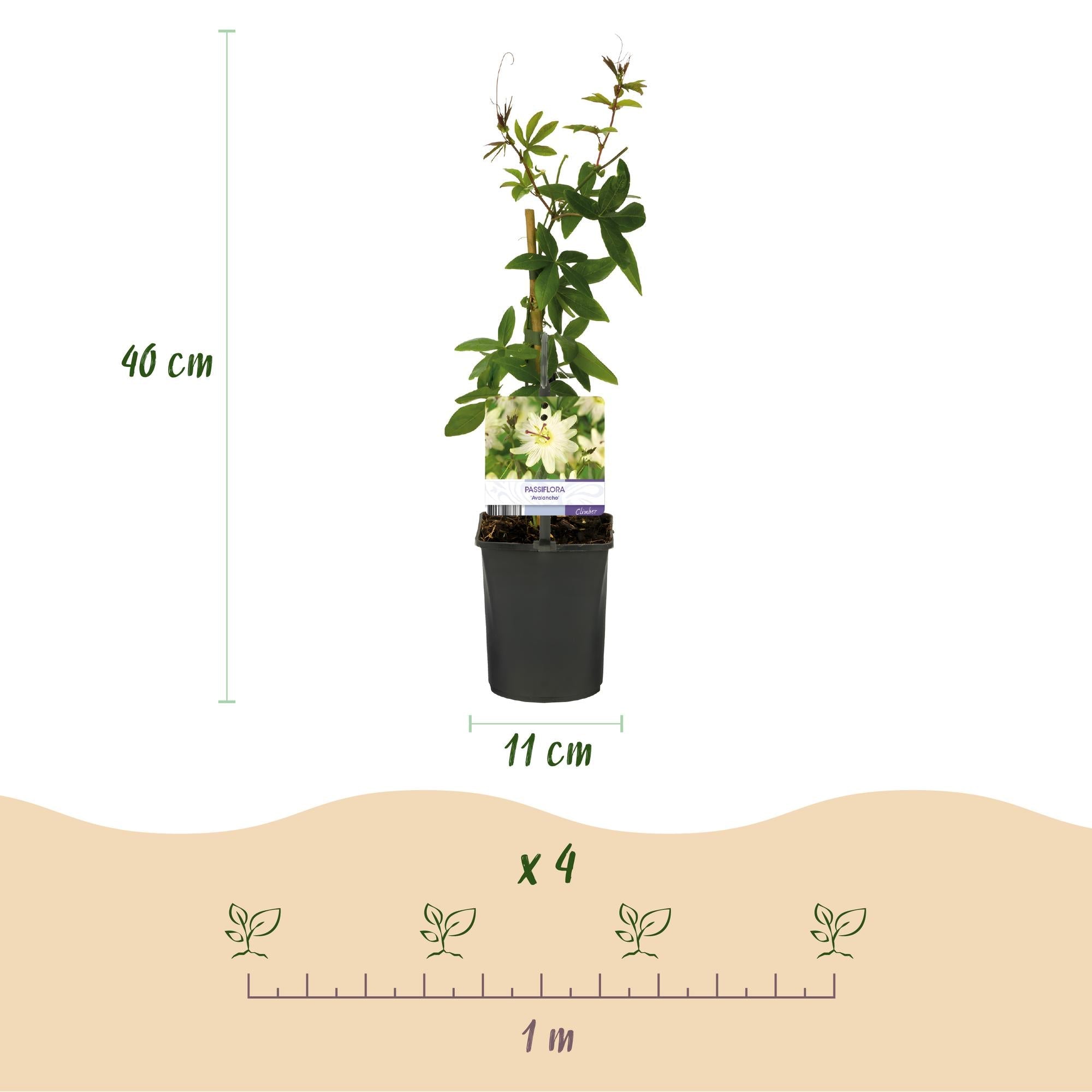 Image of Passiflora Avalanche Passionsblume – Weiße Kletterpflanze 11cm – 2 Pflanzen Set ca.40cm – Duftende Blüten & Pflegeleicht-3