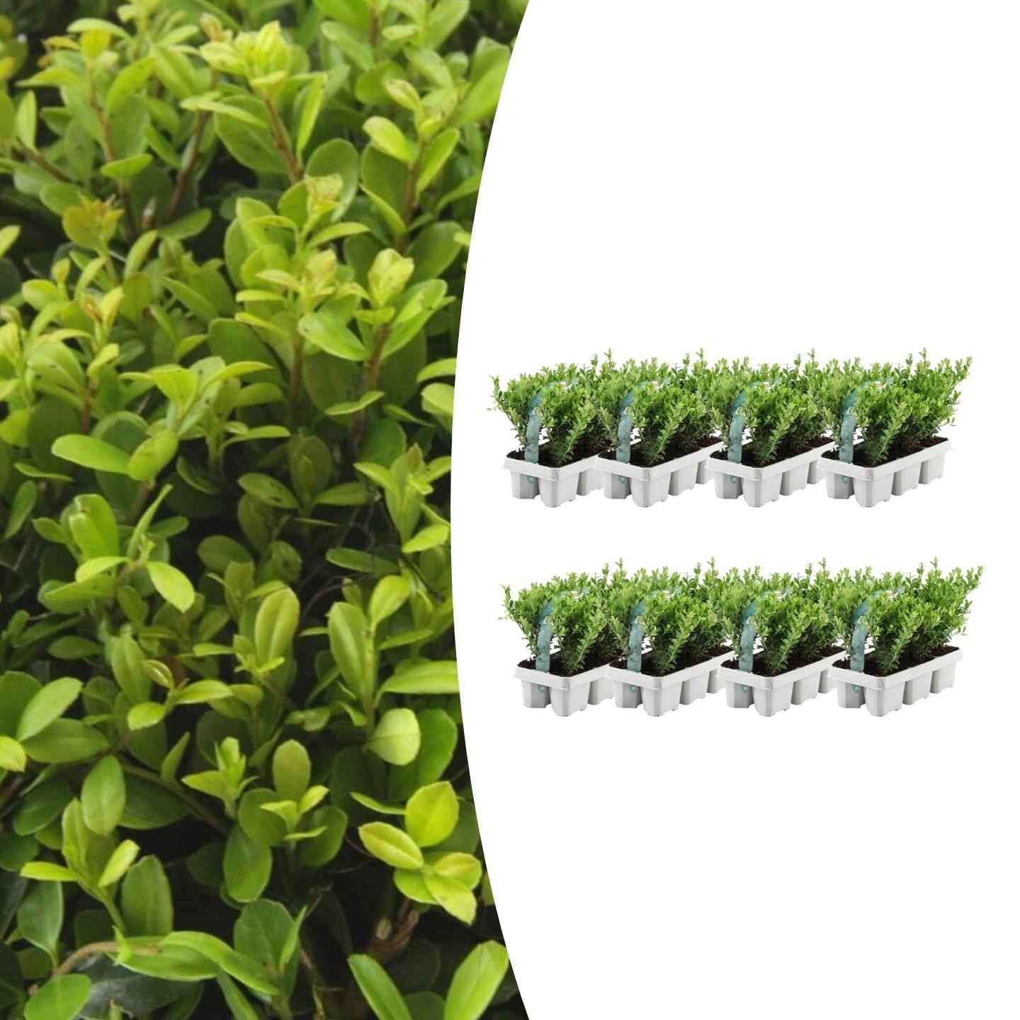 Image of Stechpalme – Ilex crenata 'Jenny' – 48 Pflanzen – Immergrün – Winterhart – Alternative zu Buchsbaum – Ø7cm ↕15cm-1