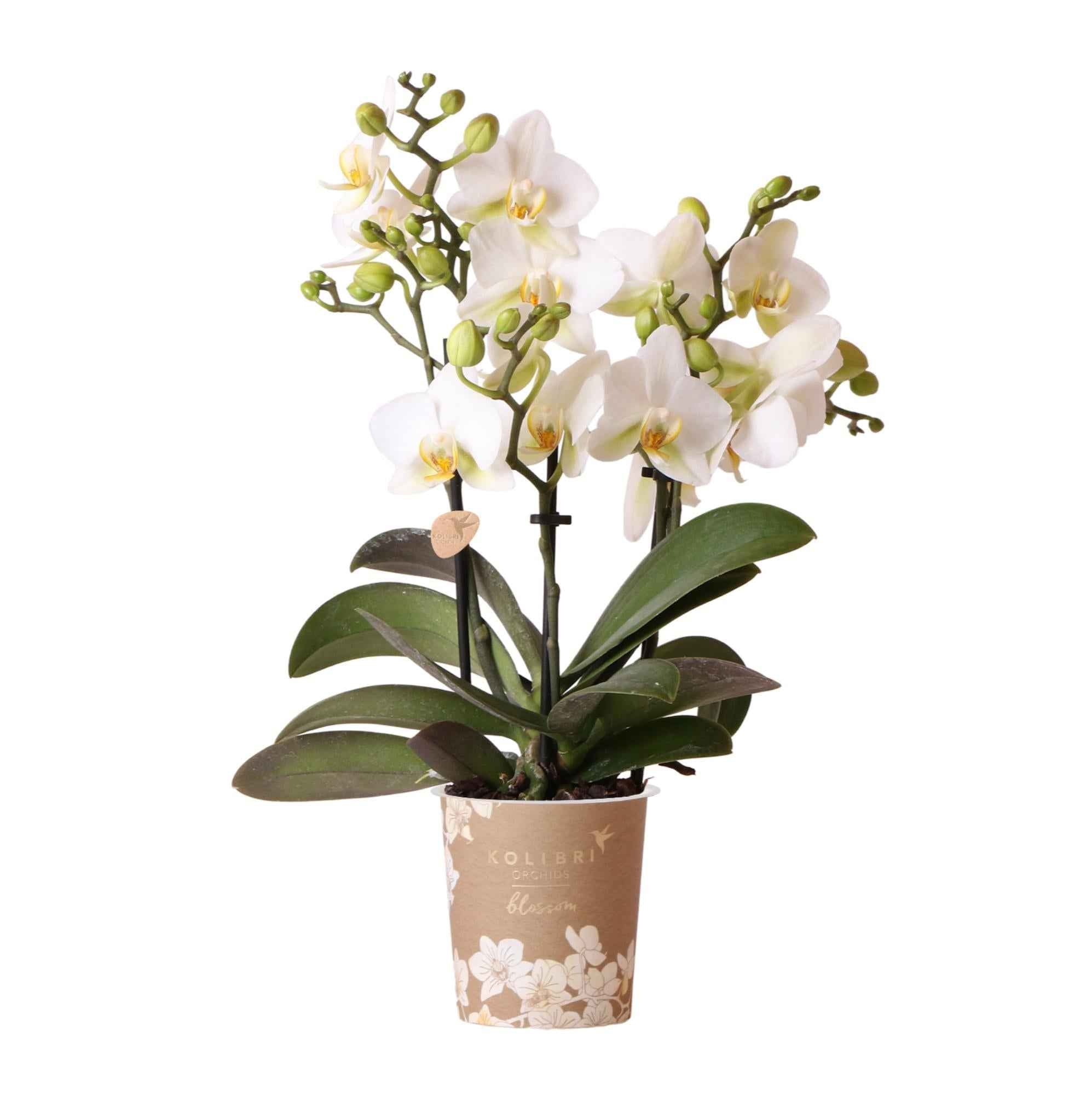 Image of Phalaenopsis Orchidee Lausanne – Weiß – Ø9cm – Zimmerpflanze mit 3 Blütentrieben – Pflegeleicht & elegant – Aus der Blossom – Kollektion-0