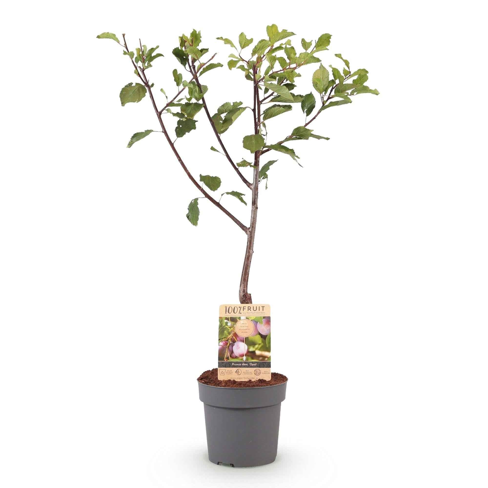 Image of Pflaumenbaum – Prunus domestica 'Opal' – ca. 90cm hoch – Topf Ø21cm – gelb – rote Früchte – selbstfruchtend & ertragreich-1